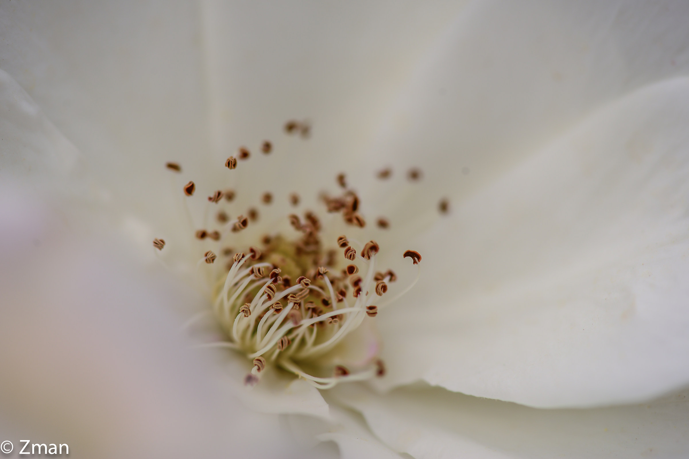 The Heart OF A White Rose