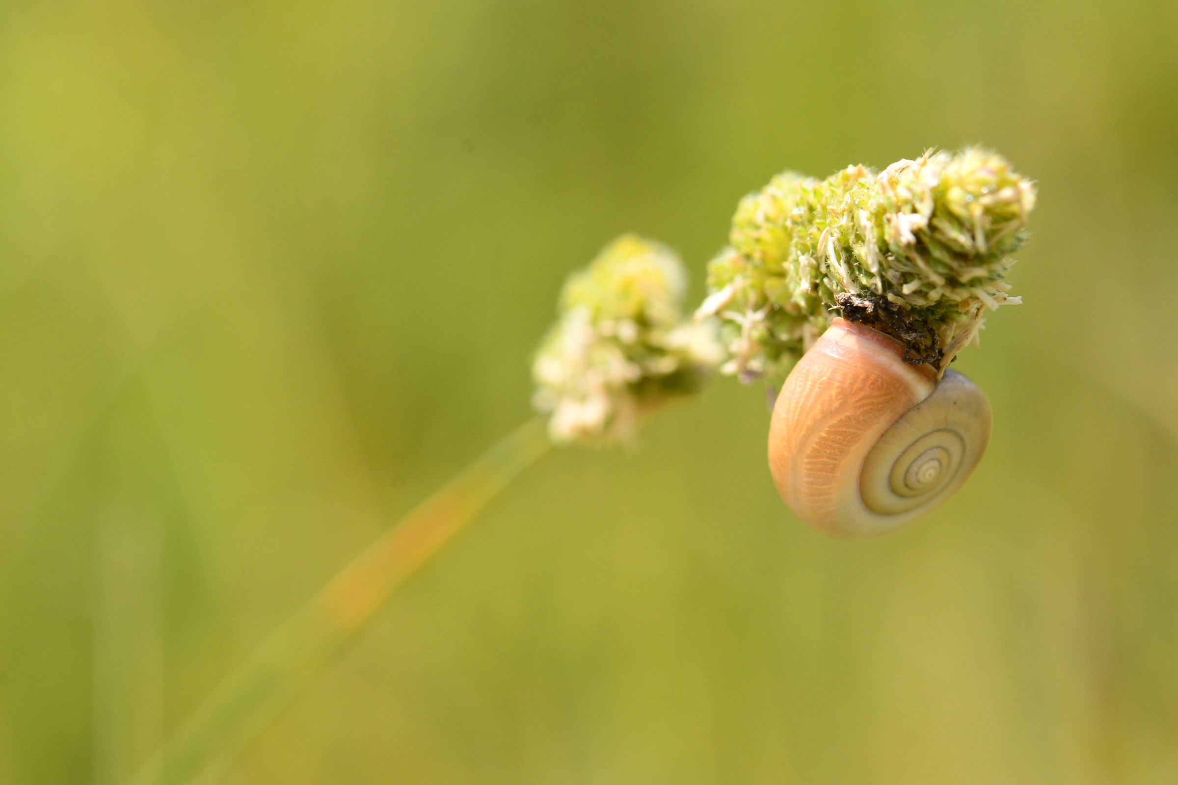Snail
