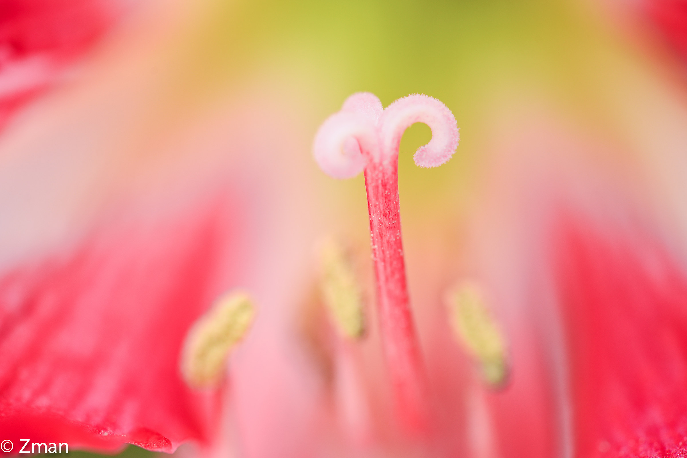 Beauty In The Details