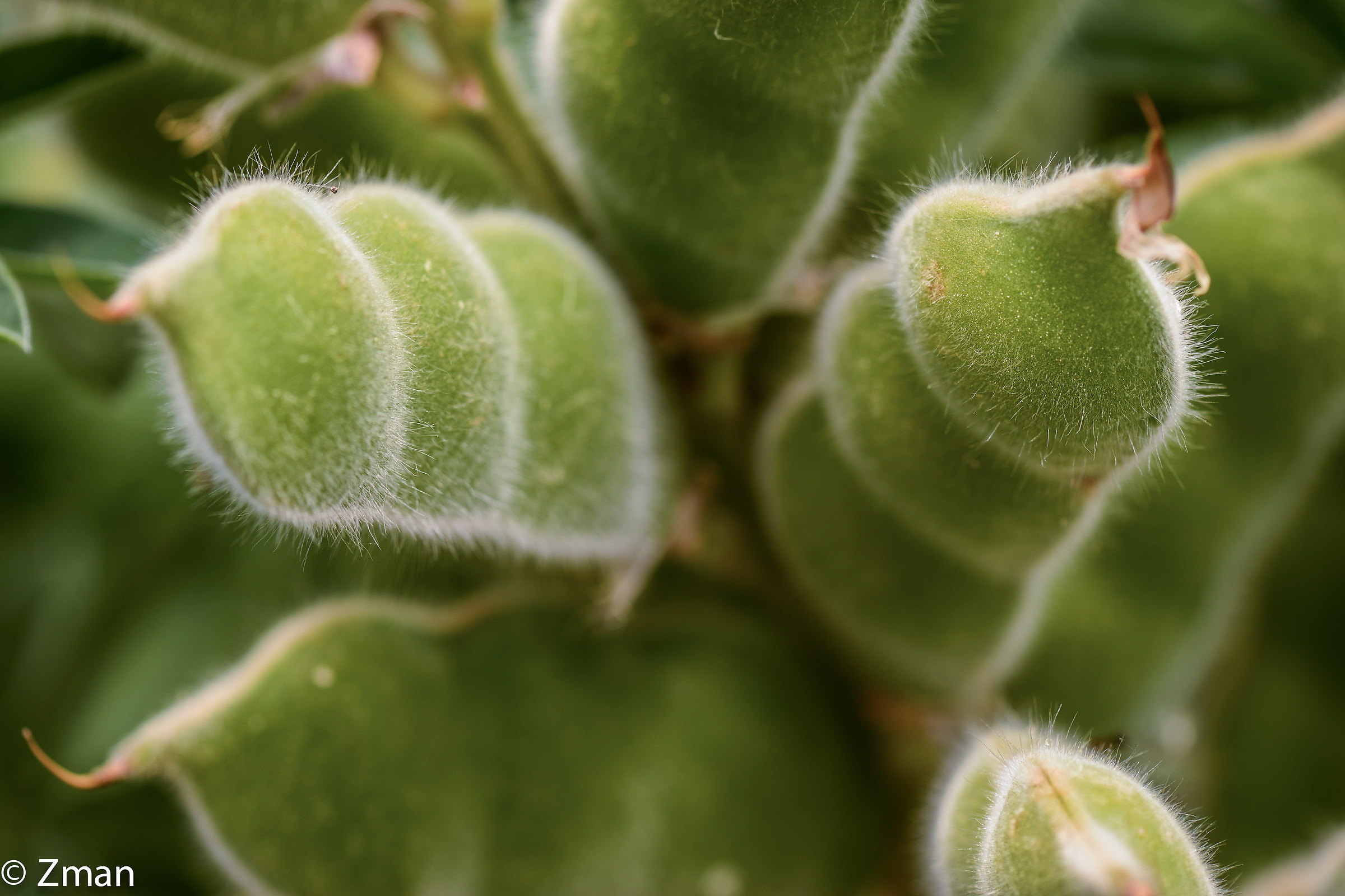 Lupin Pods