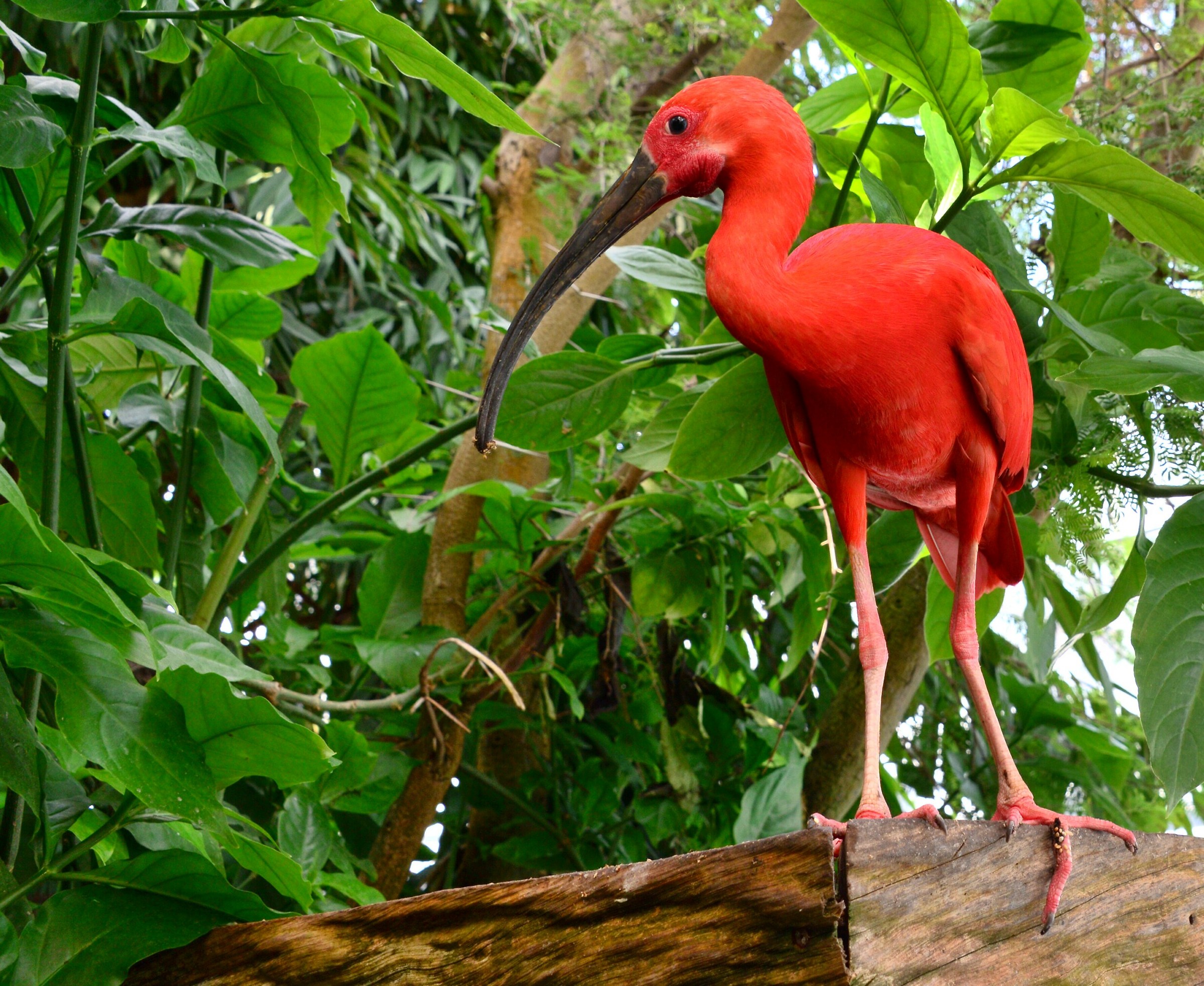 Biosphere-Aquarium of Genoa