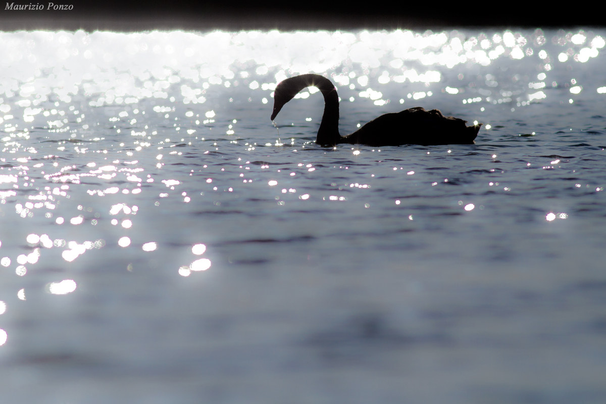 Il Cigno Nero di Loch Ness