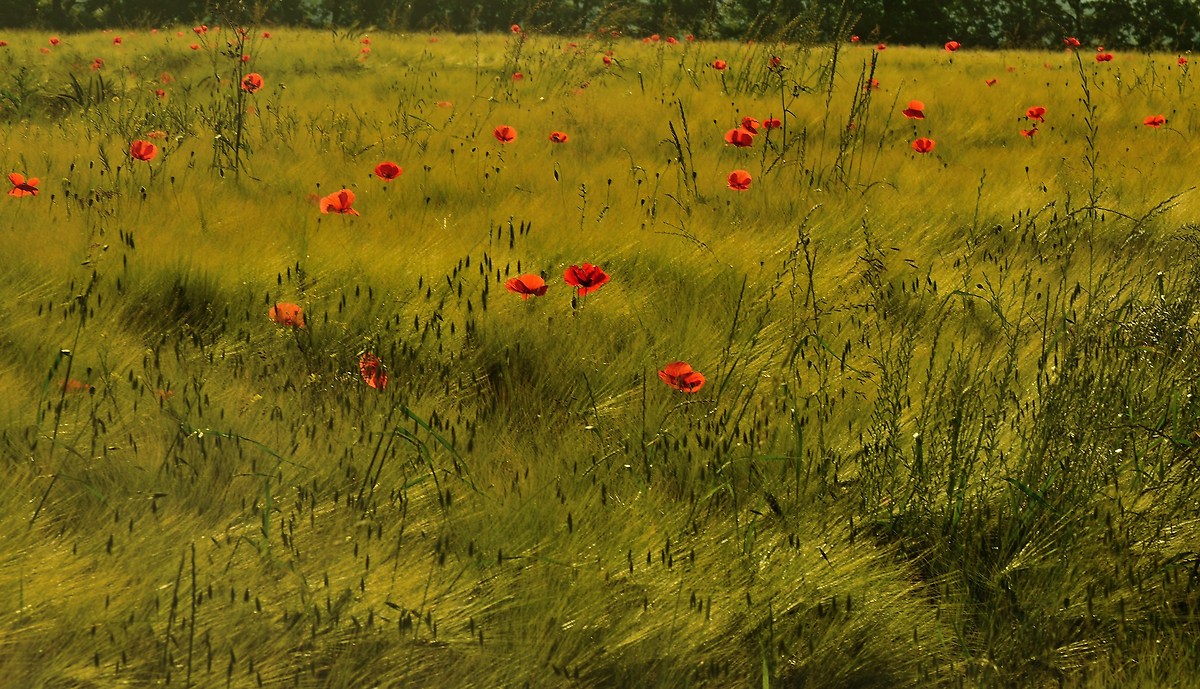 Più siamo più arrossiamo