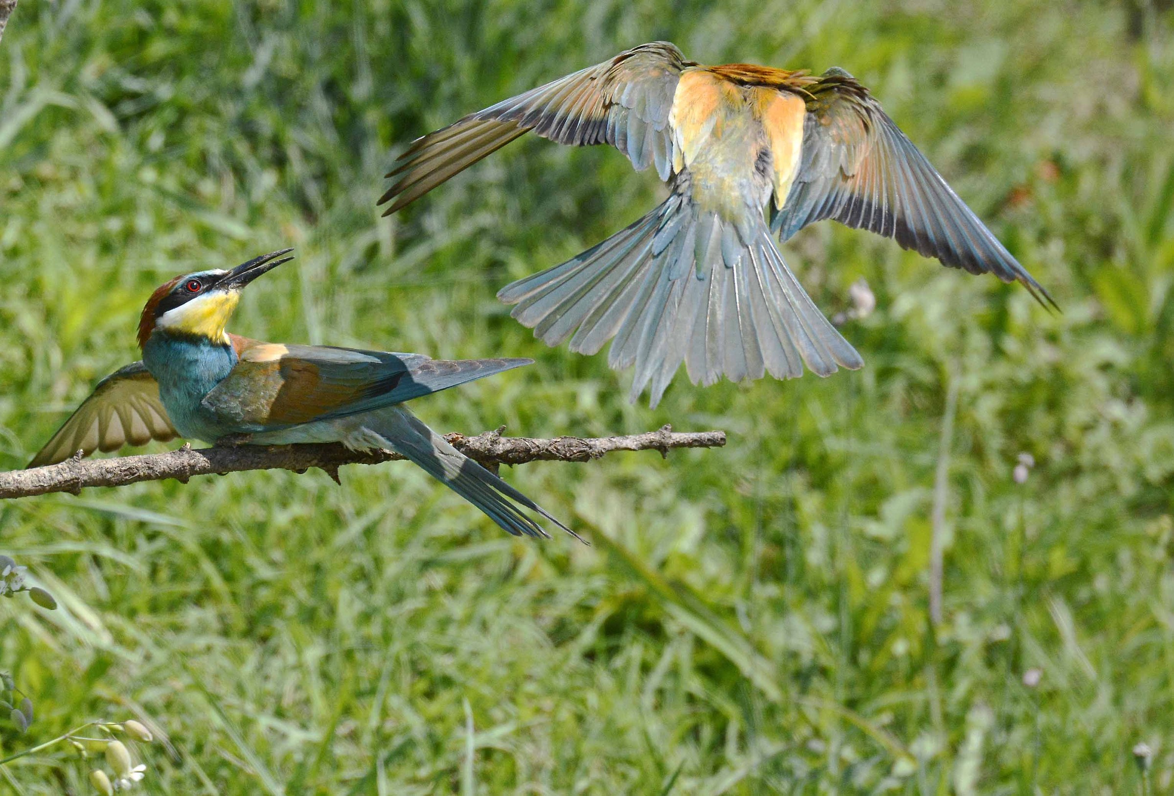 Bee-eaters in Fight