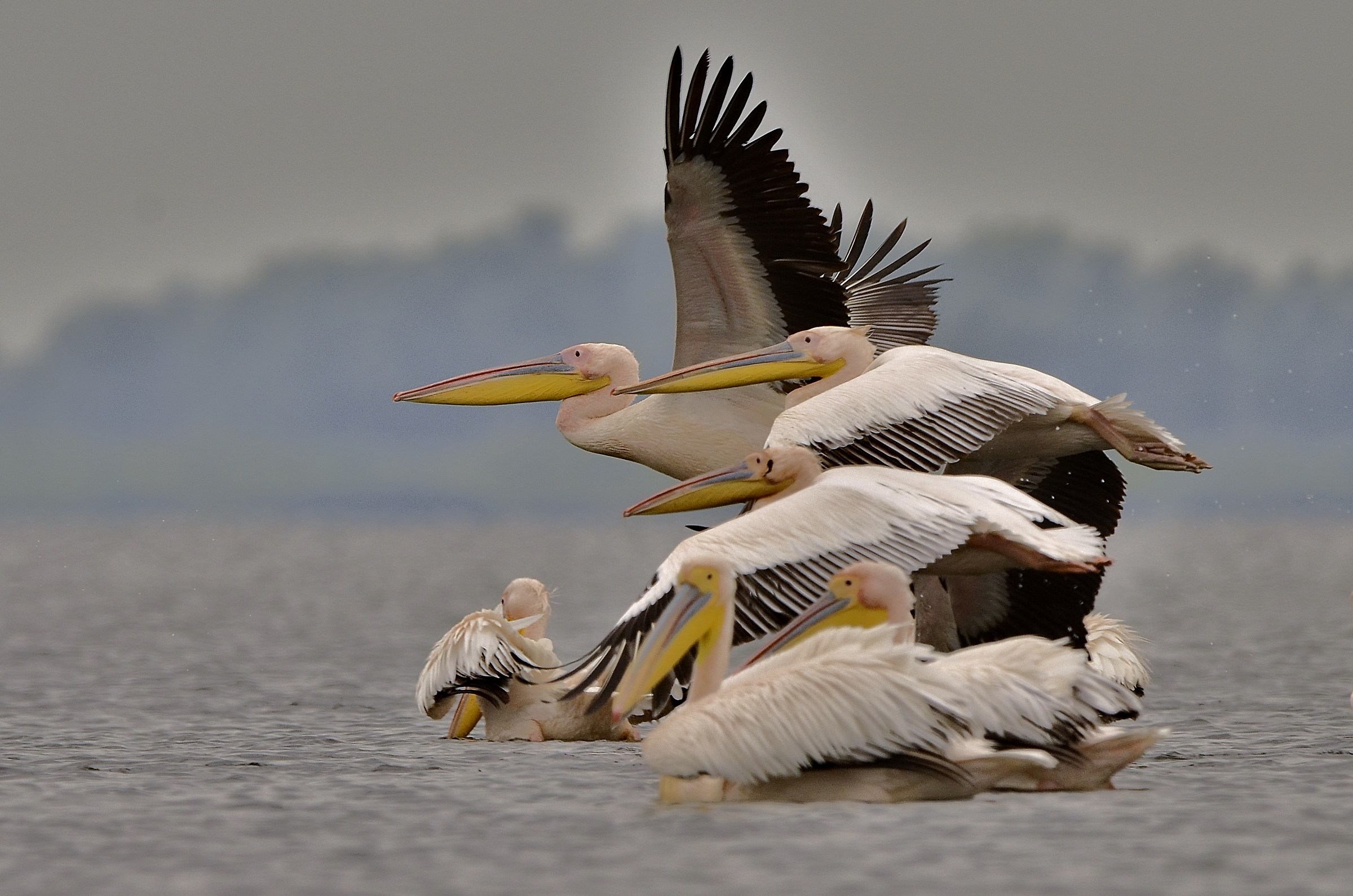 A bunch of pelicans