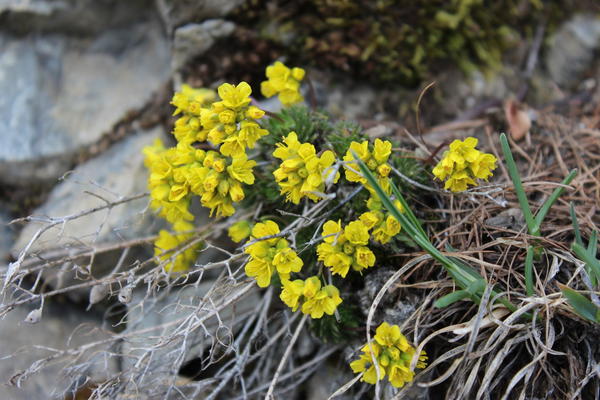 Survivors from winter