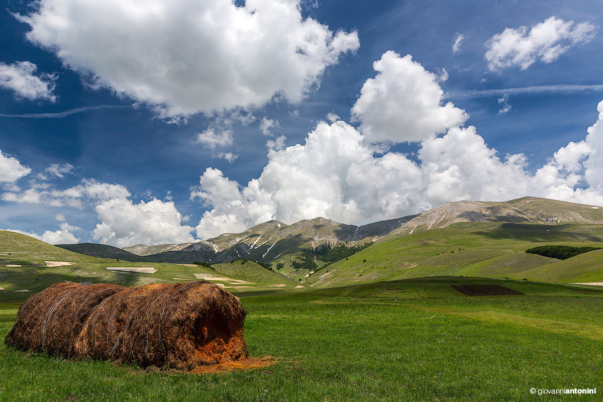 Castelluccio ... waiting flowering