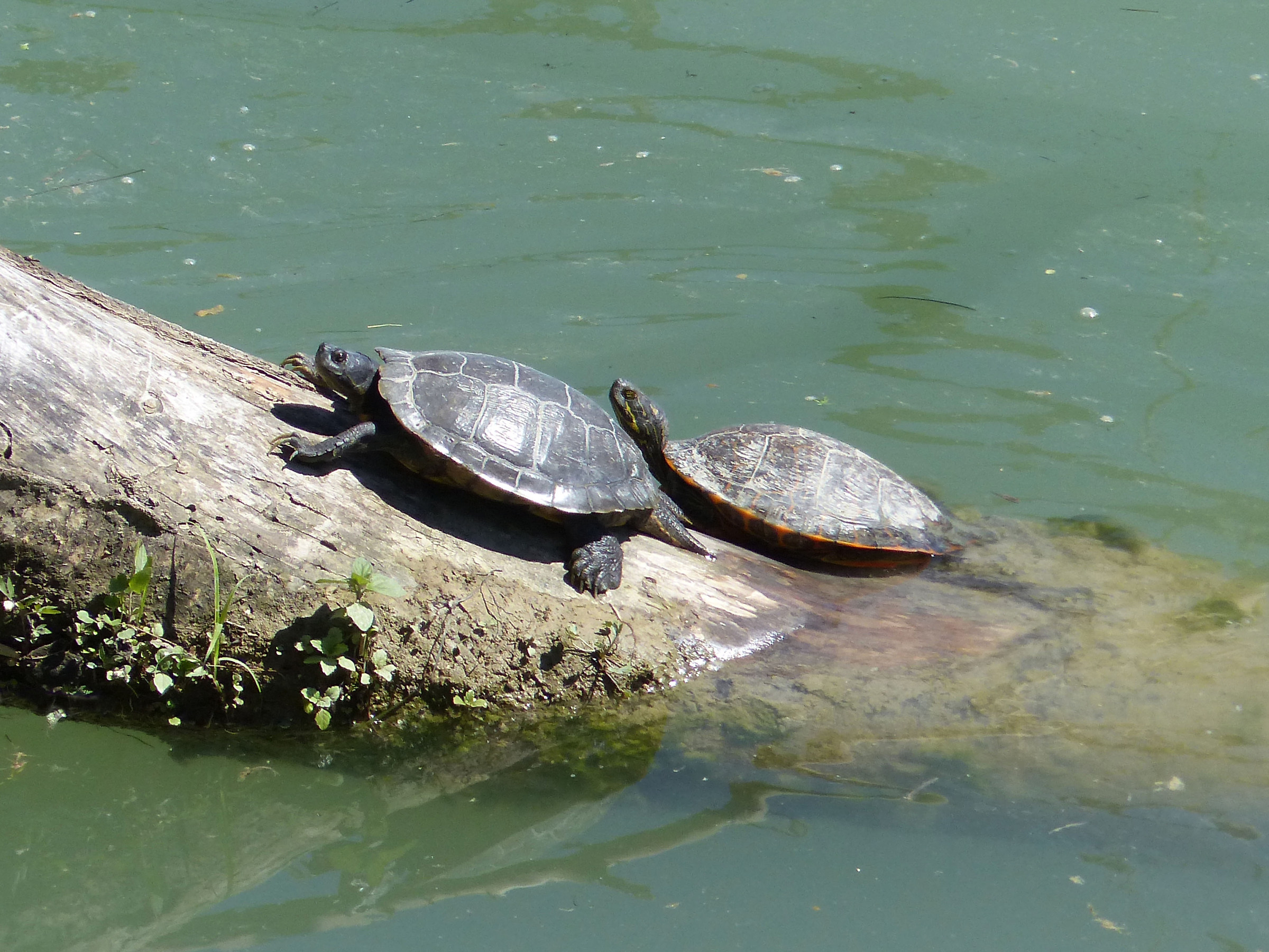 Water Turtles