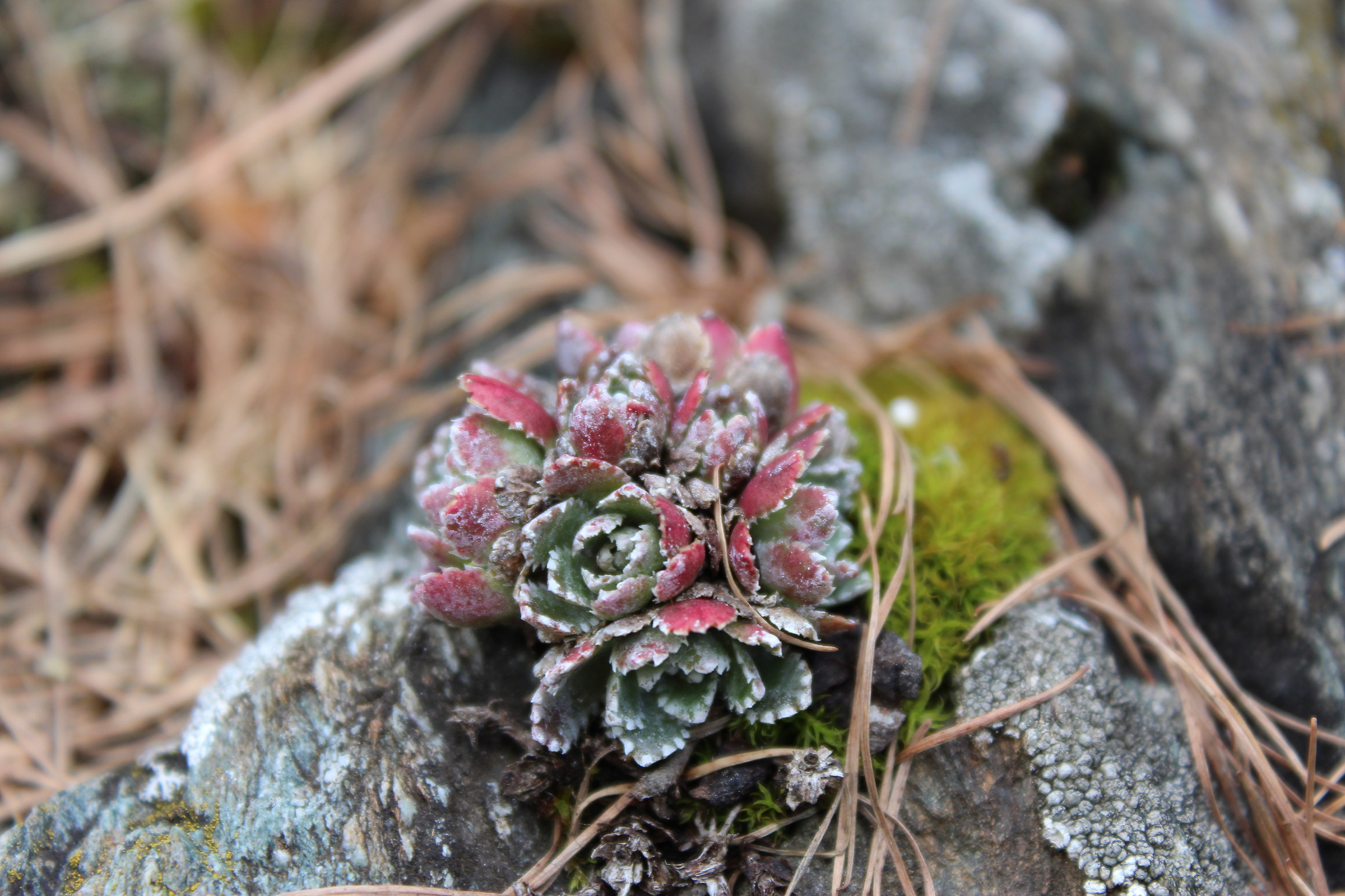 On a stone in the forest ...