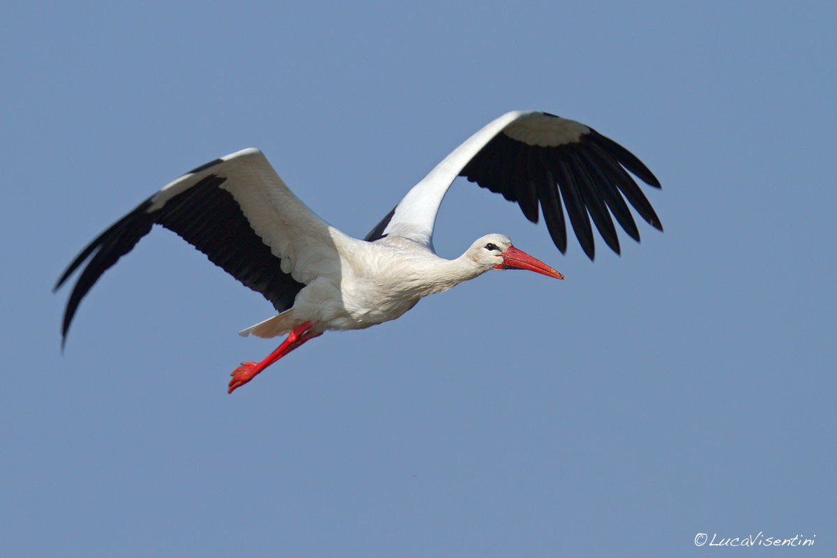 Stork