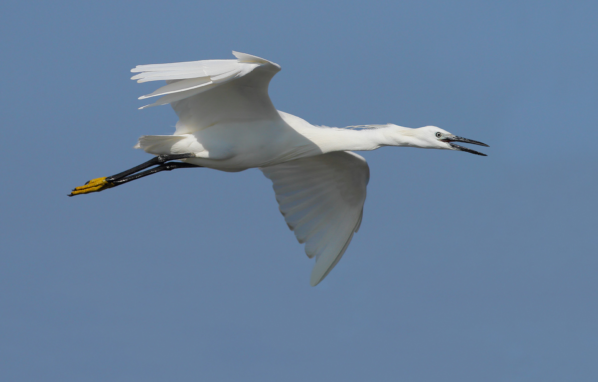 egret