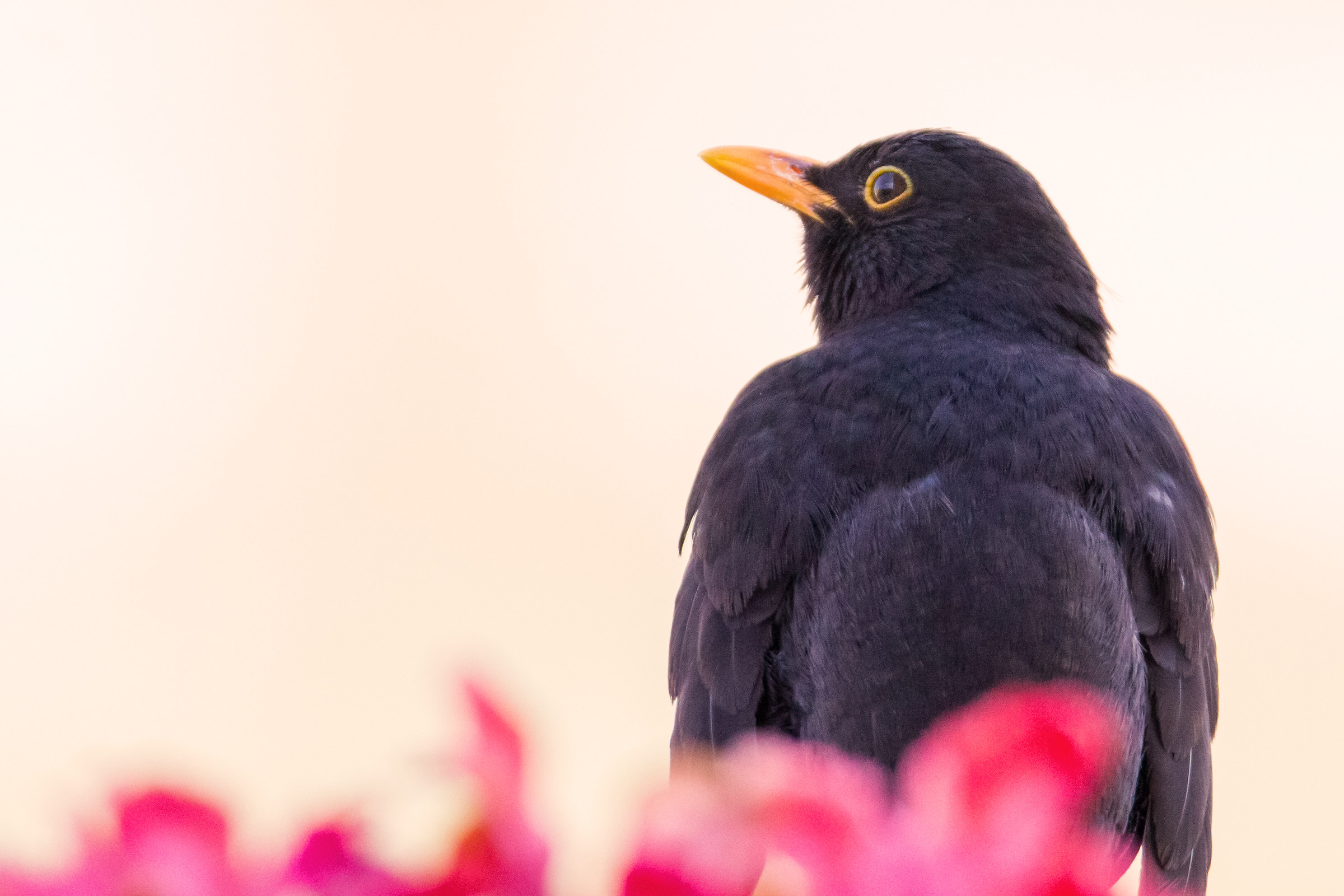 Blackbird on the balcony of the house