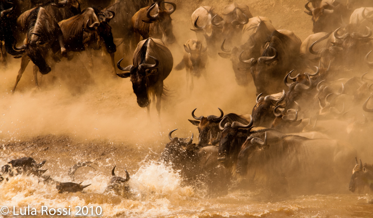 Il Crossing del Mara River