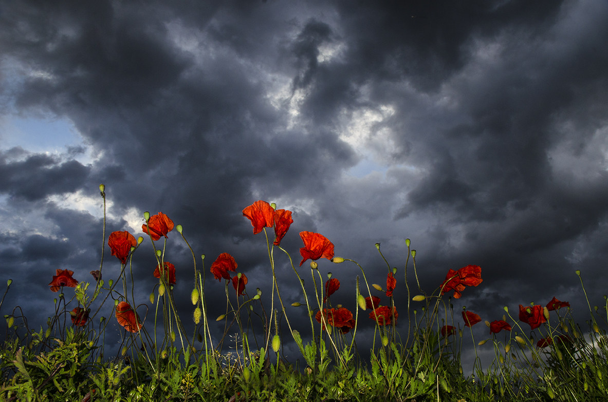 papaveri e nuvole