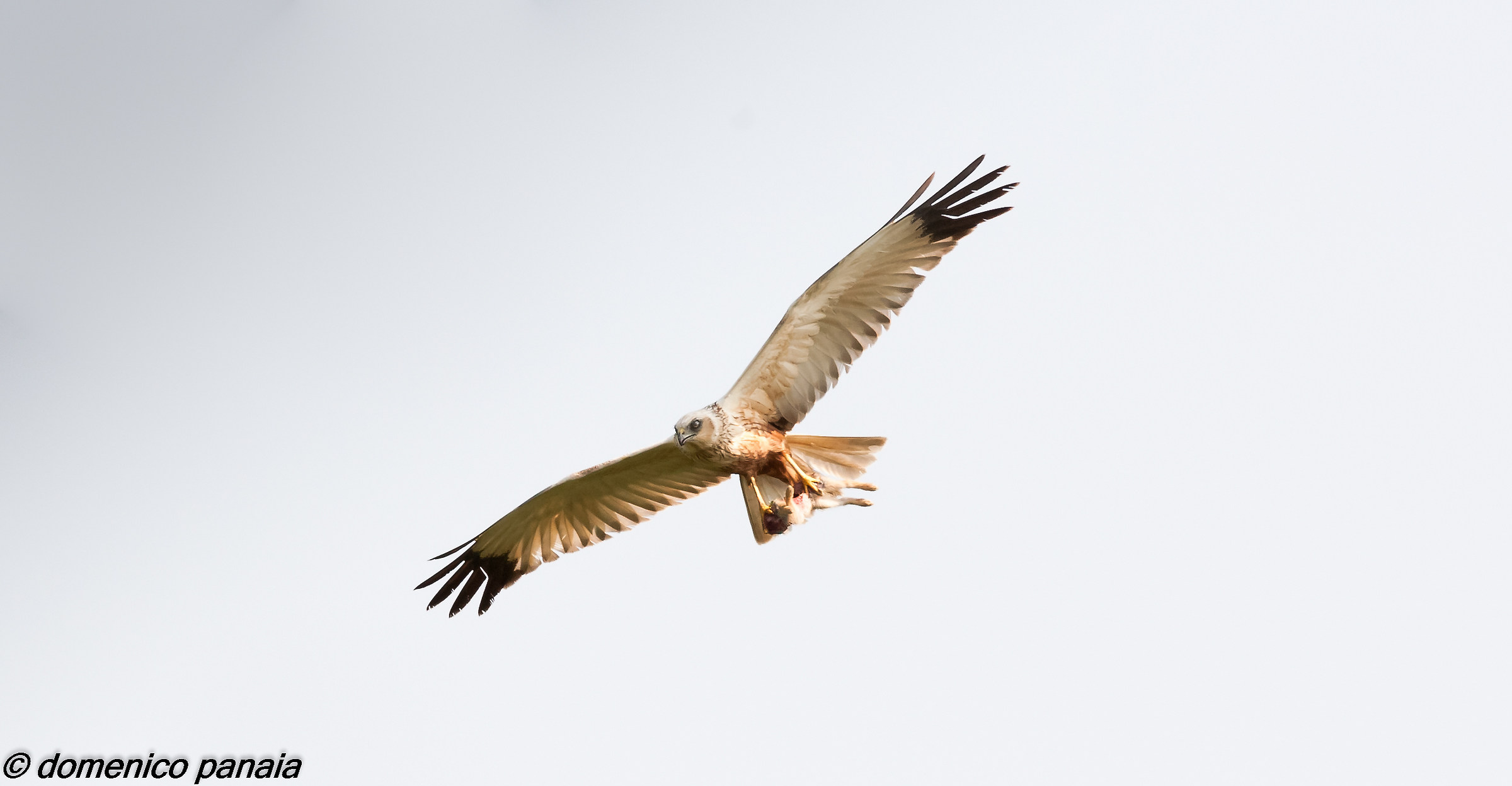 falco di palude con preda