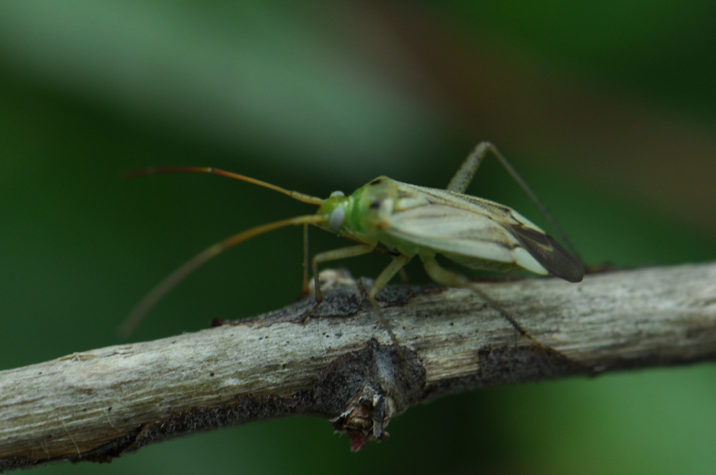 Adelphocoris lineolatus