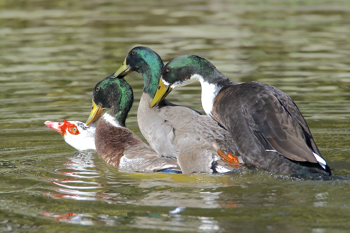 Germani all'arrembaggio