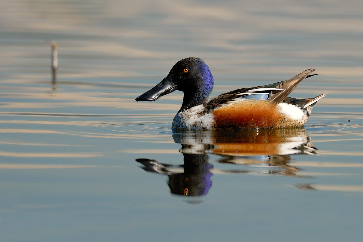 f.6 shoveler, 3 1/1250 iso 250 + 300mm.f4 tc.1, 4 nik