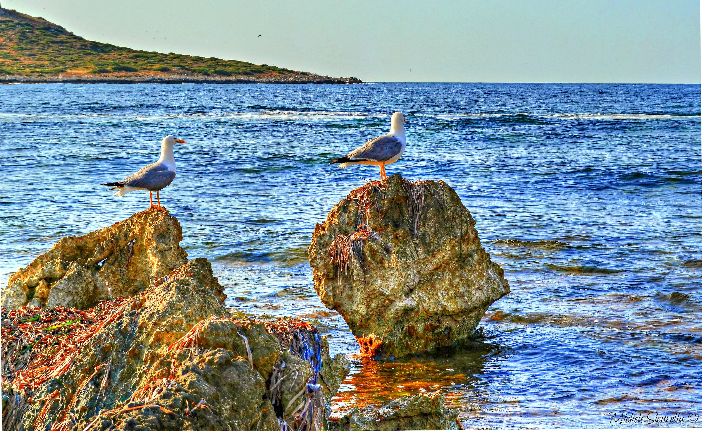 Gabbiani NEGLI scogli