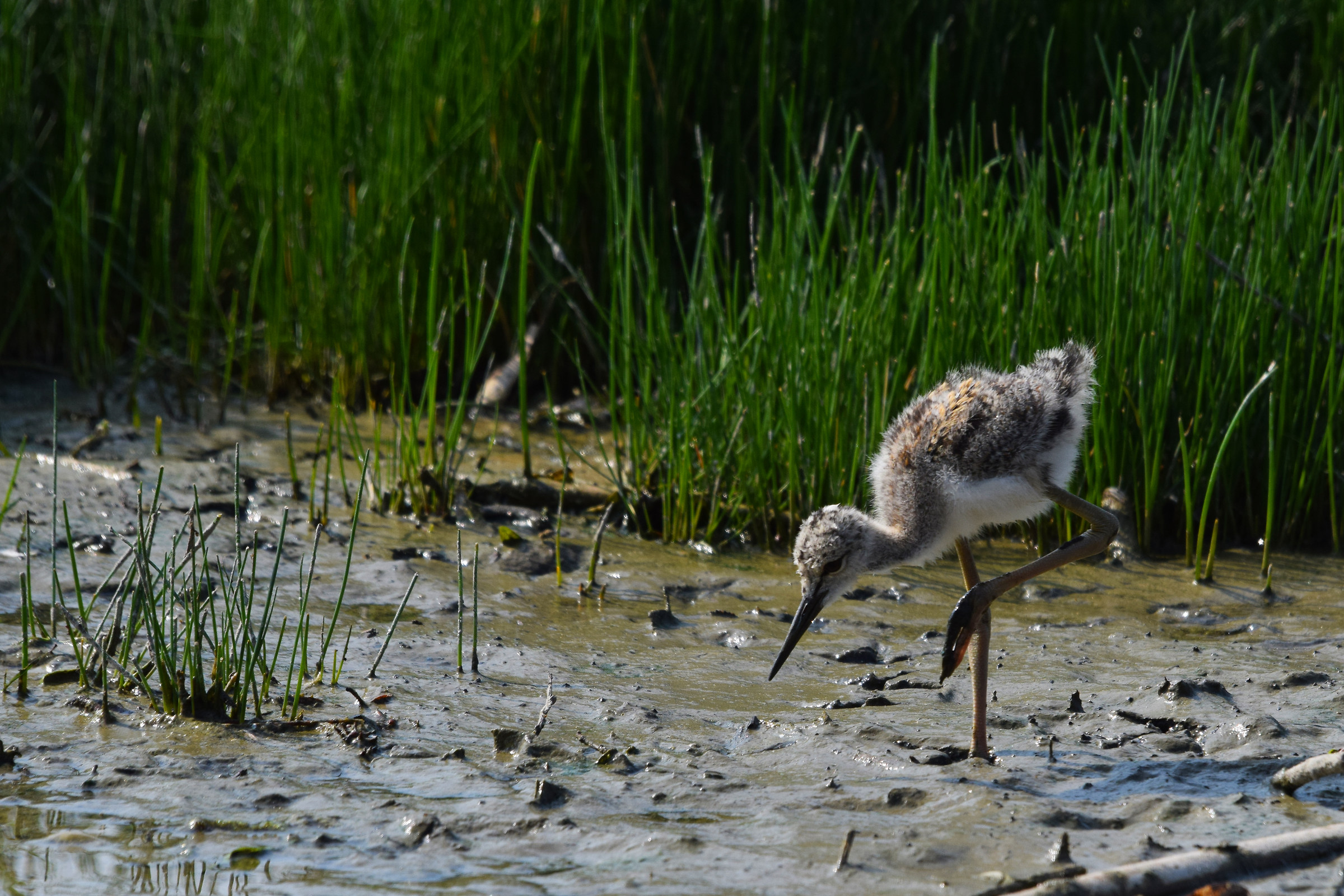 cavaliere d'Italia in erba