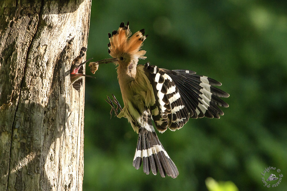 Hoopoe cue