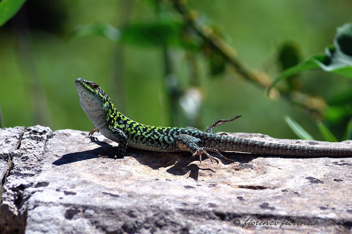 sul muretto... che scotta!