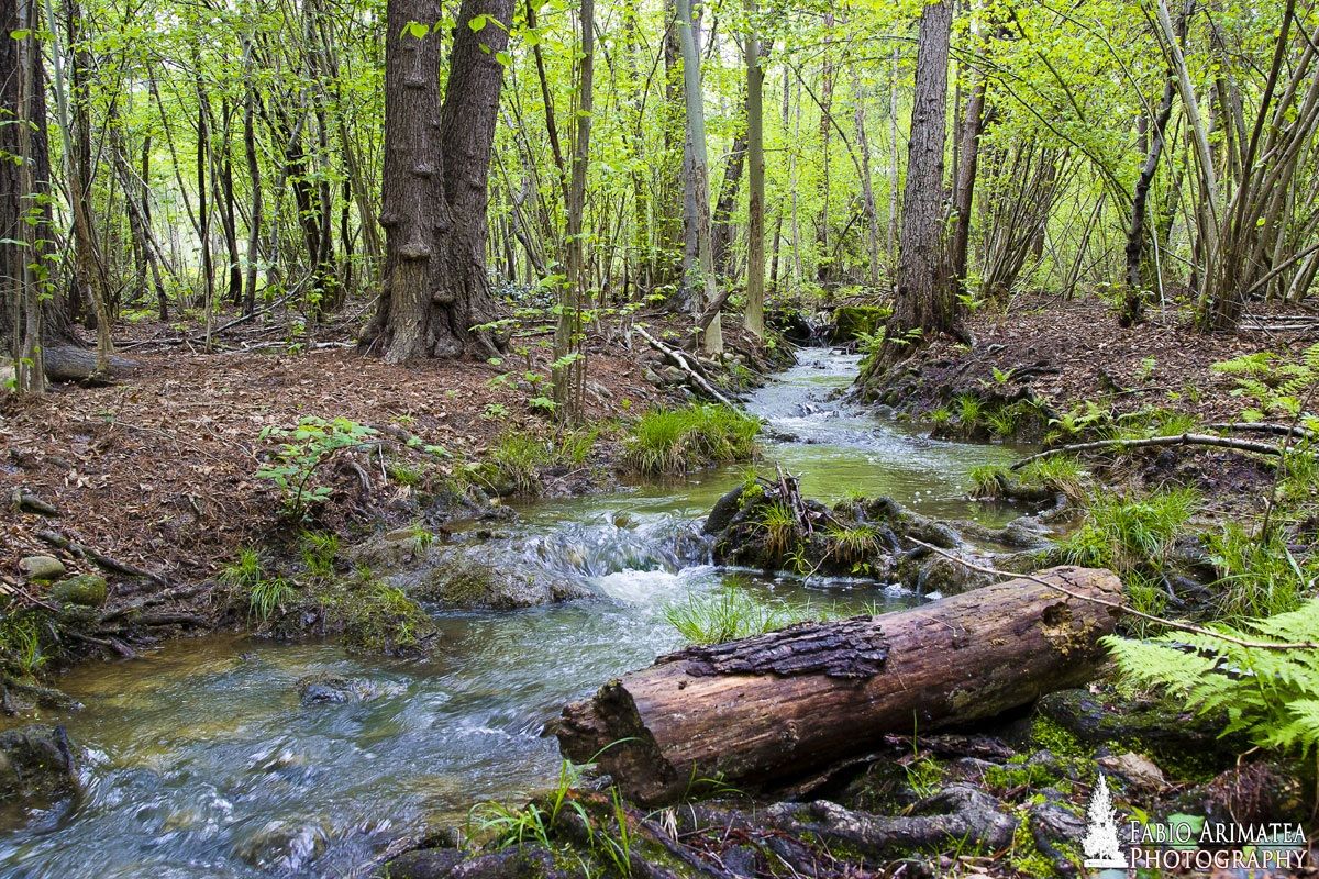 Foresta planiziale padana