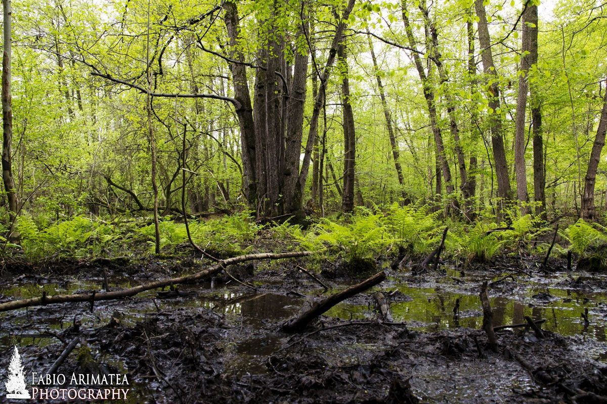 Foresta planiziale padana