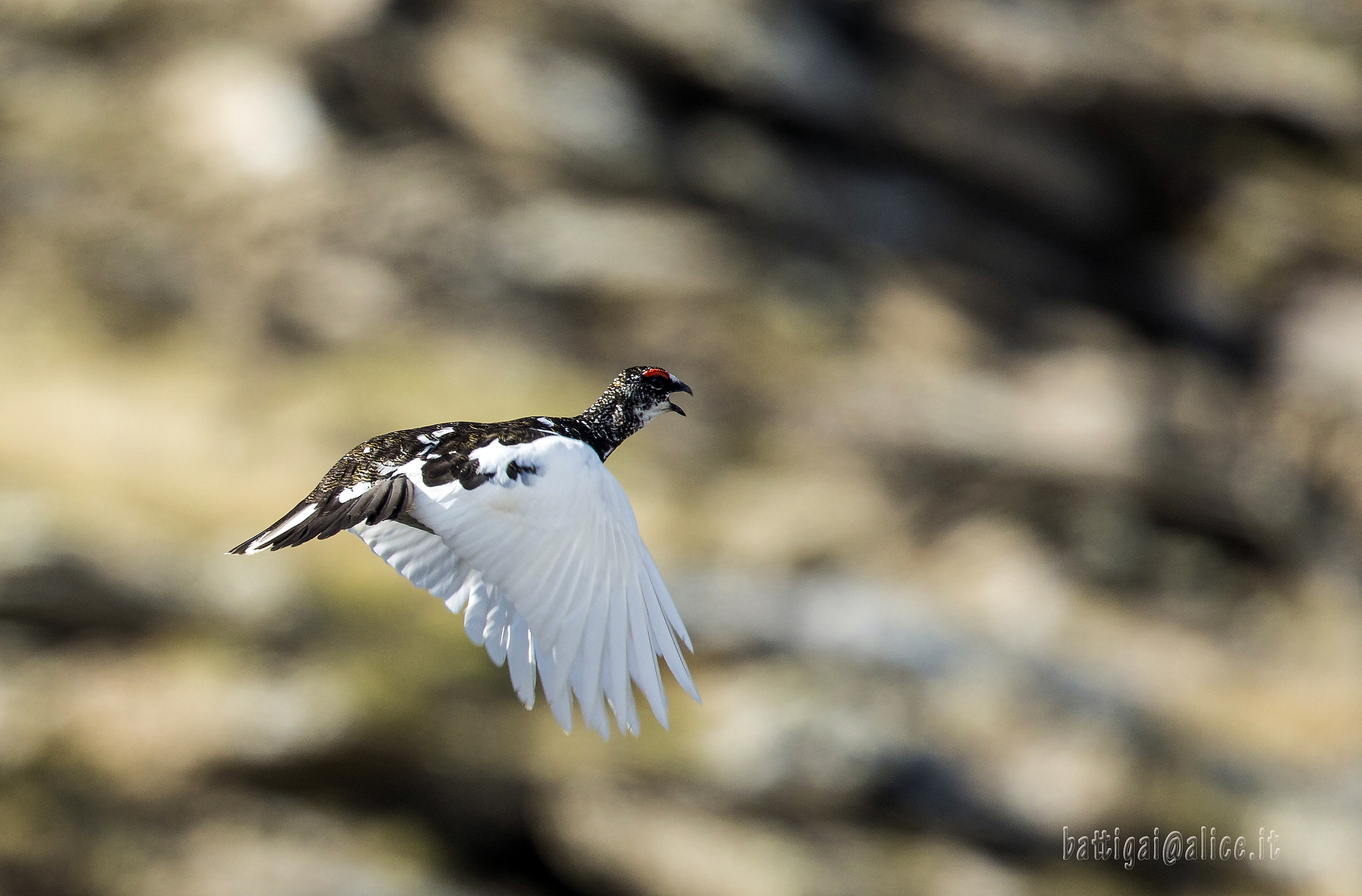 Ptarmigan