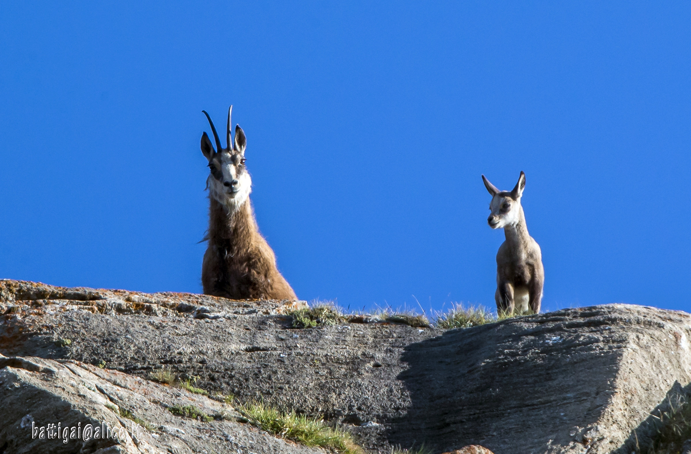 Suede female with small
