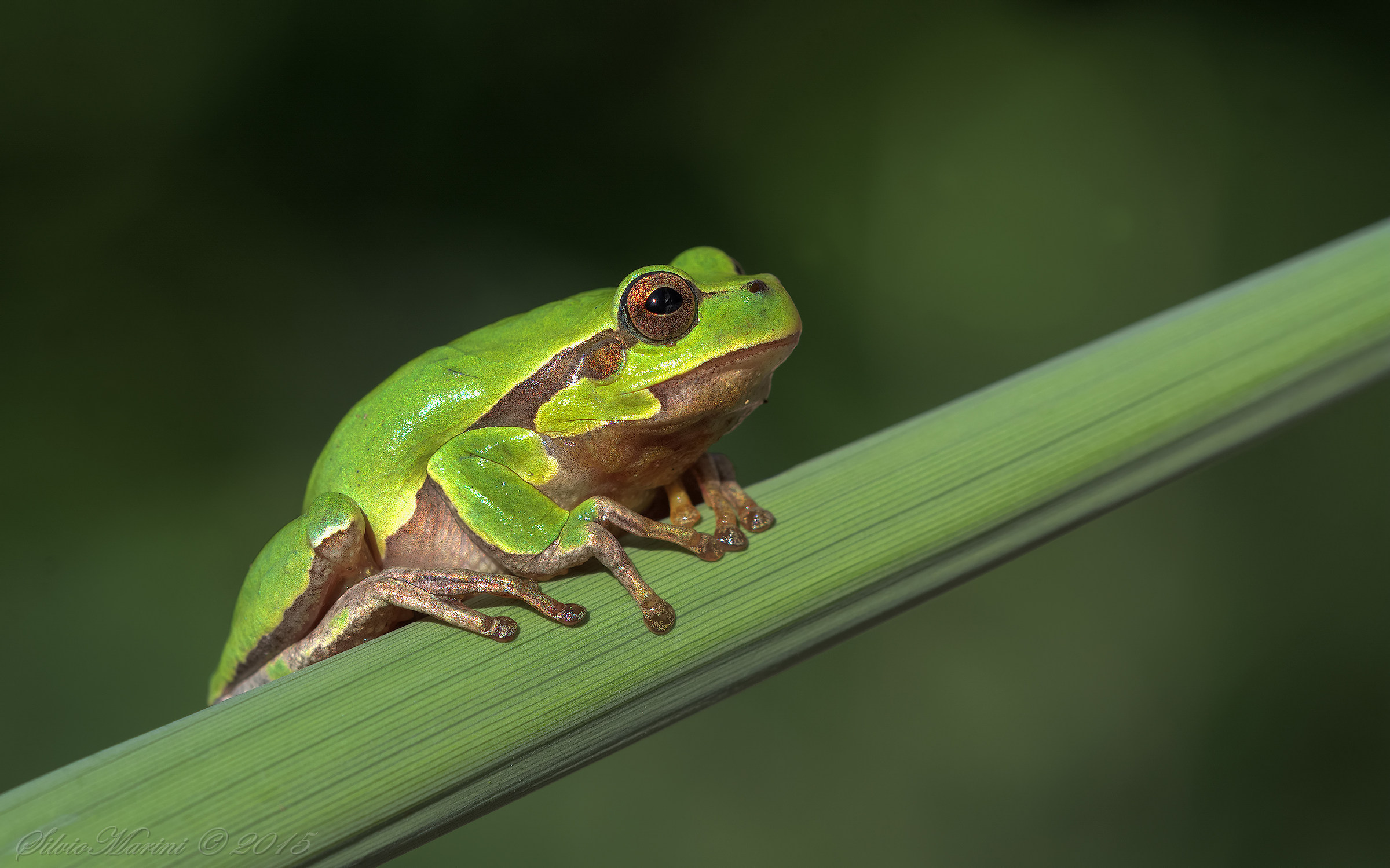 Raganella  (Hyla arborea)