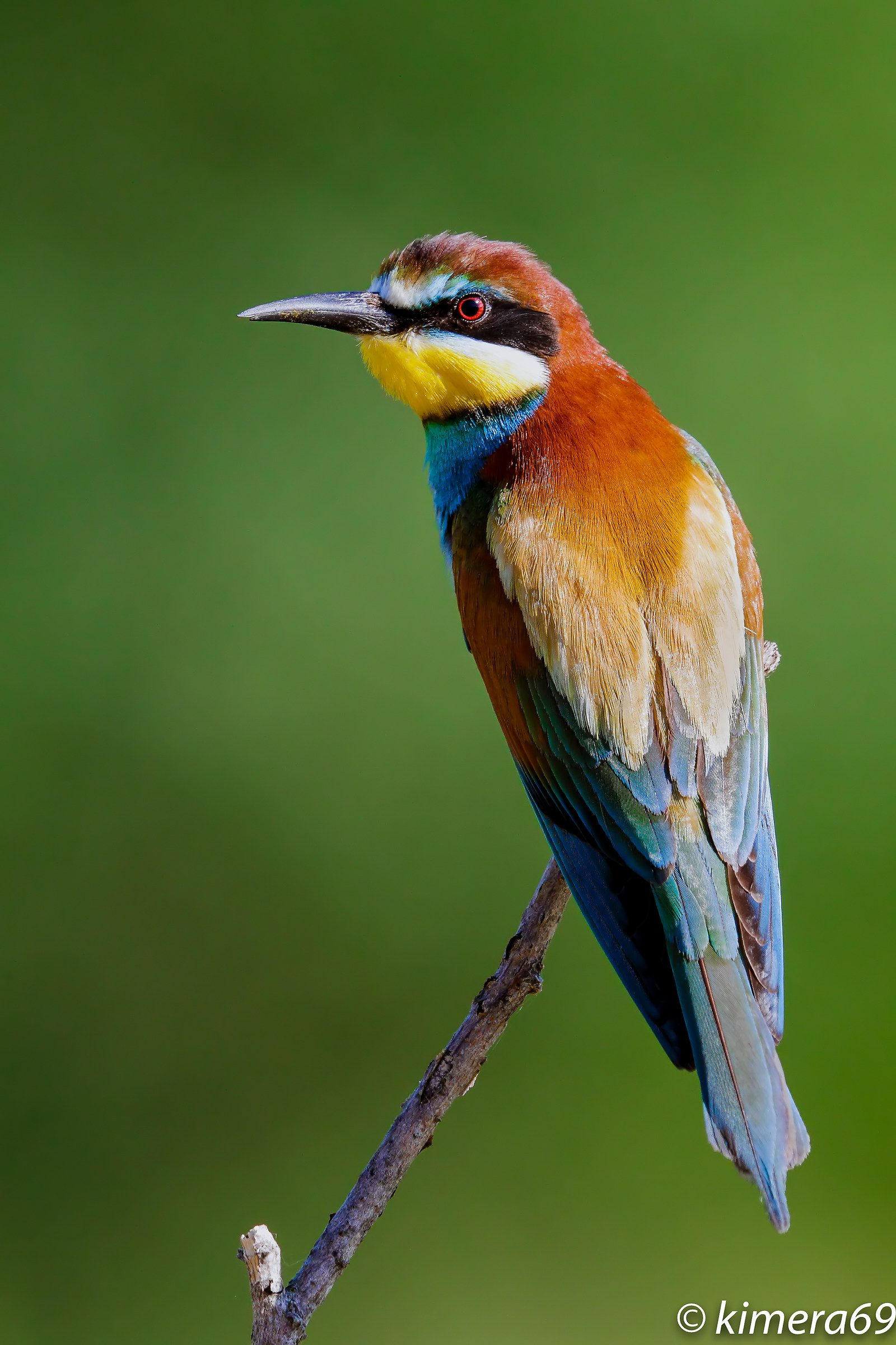 Merops apiaster