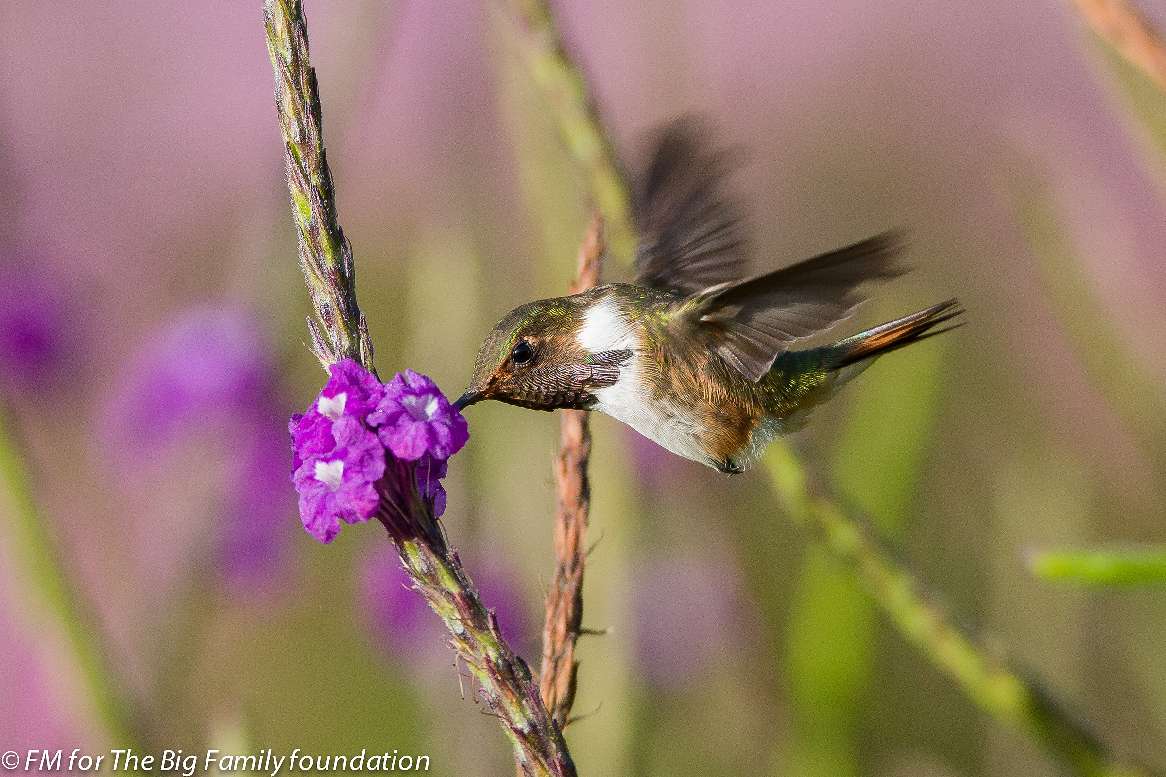 ... The gracefulness of butterfly in 7 cm Beauty