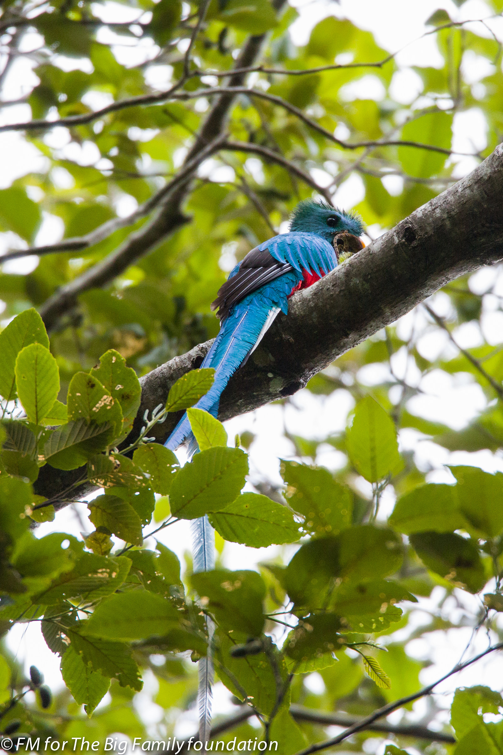 The mythical Resplendent Quetzal