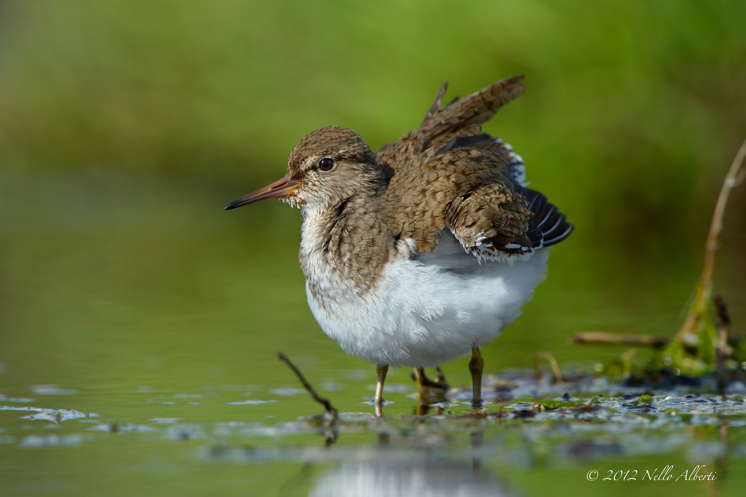 Sandpiper ruffled