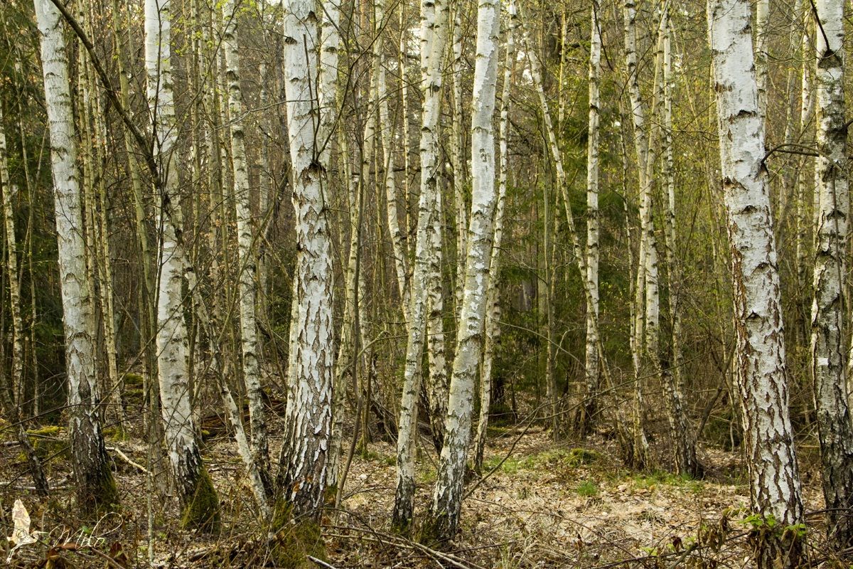 Birch