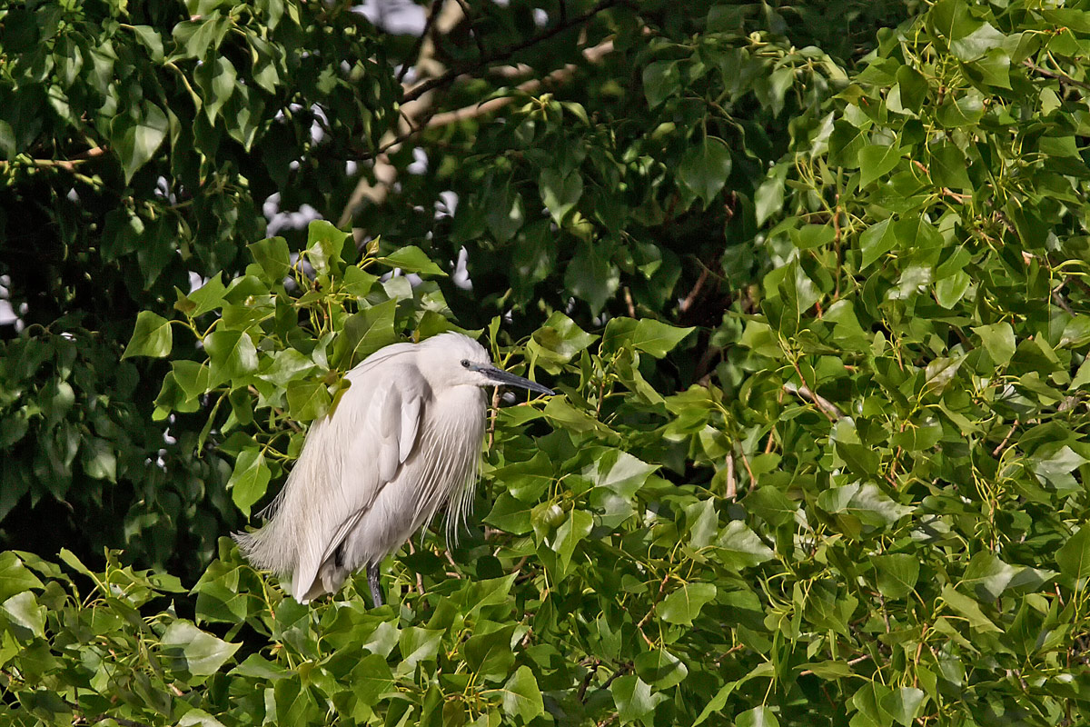 Garzetta in ambientazione insolita