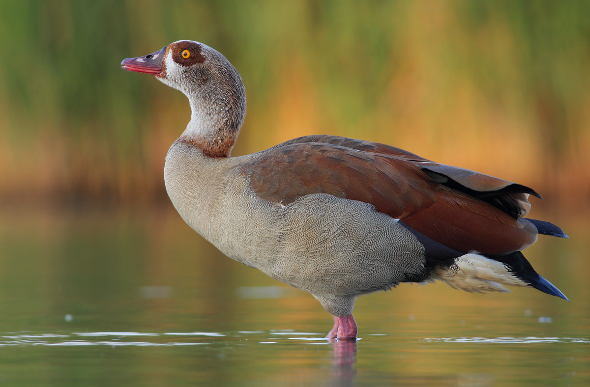Egyptian Goose
