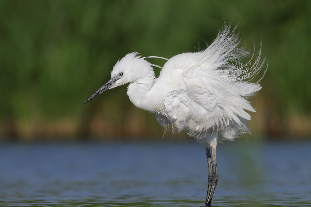 egret