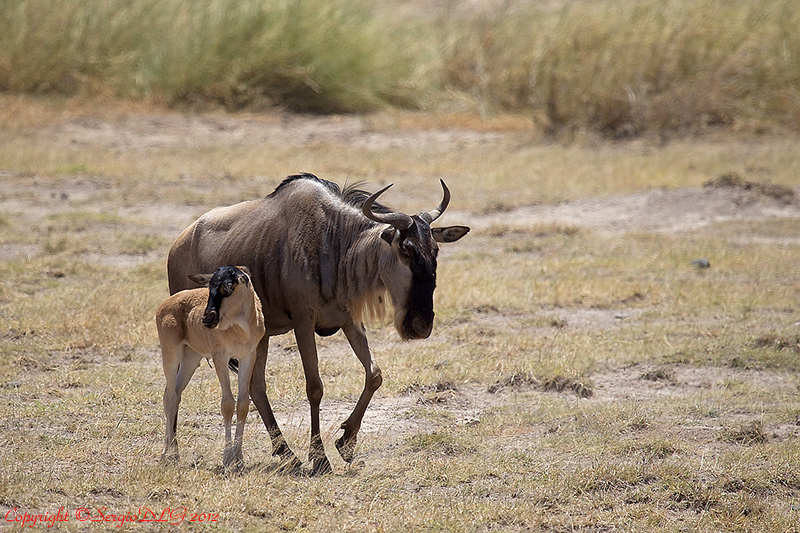 Gnu mother and her little