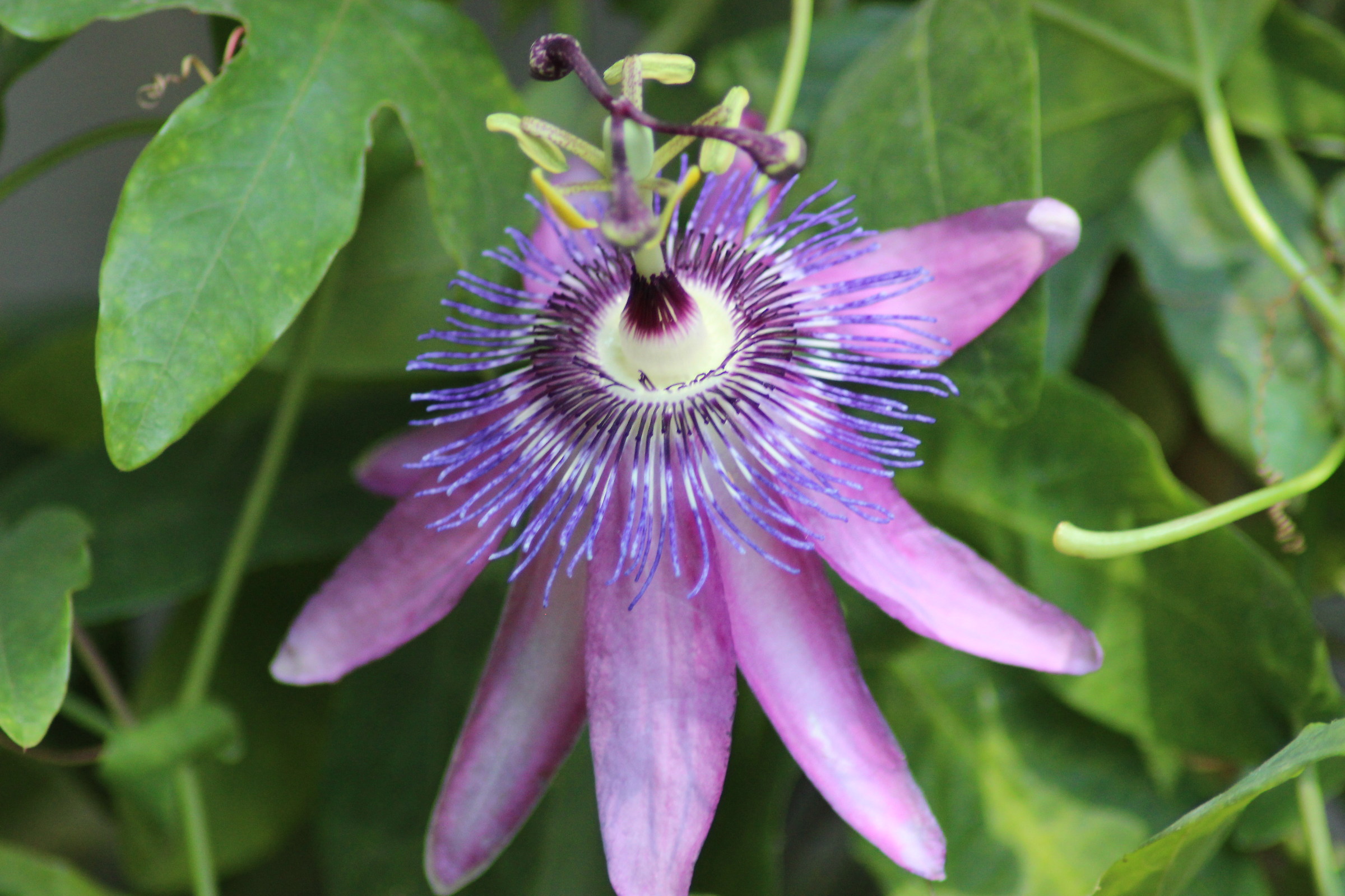 Passiflora