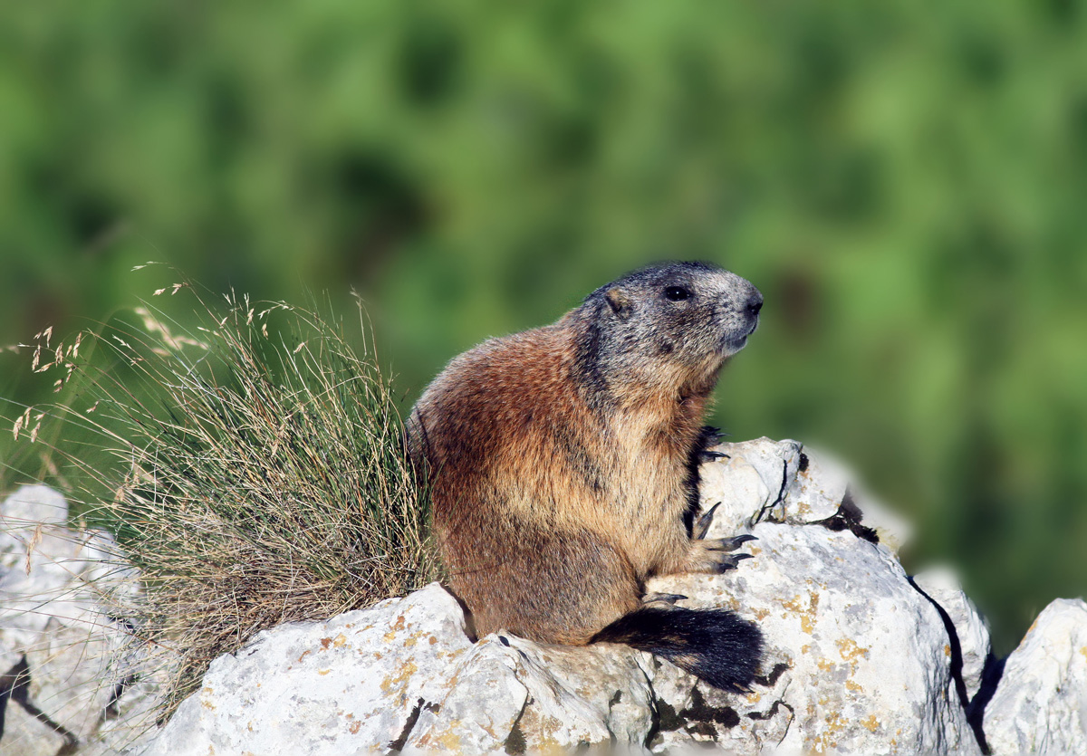 Marmotta in