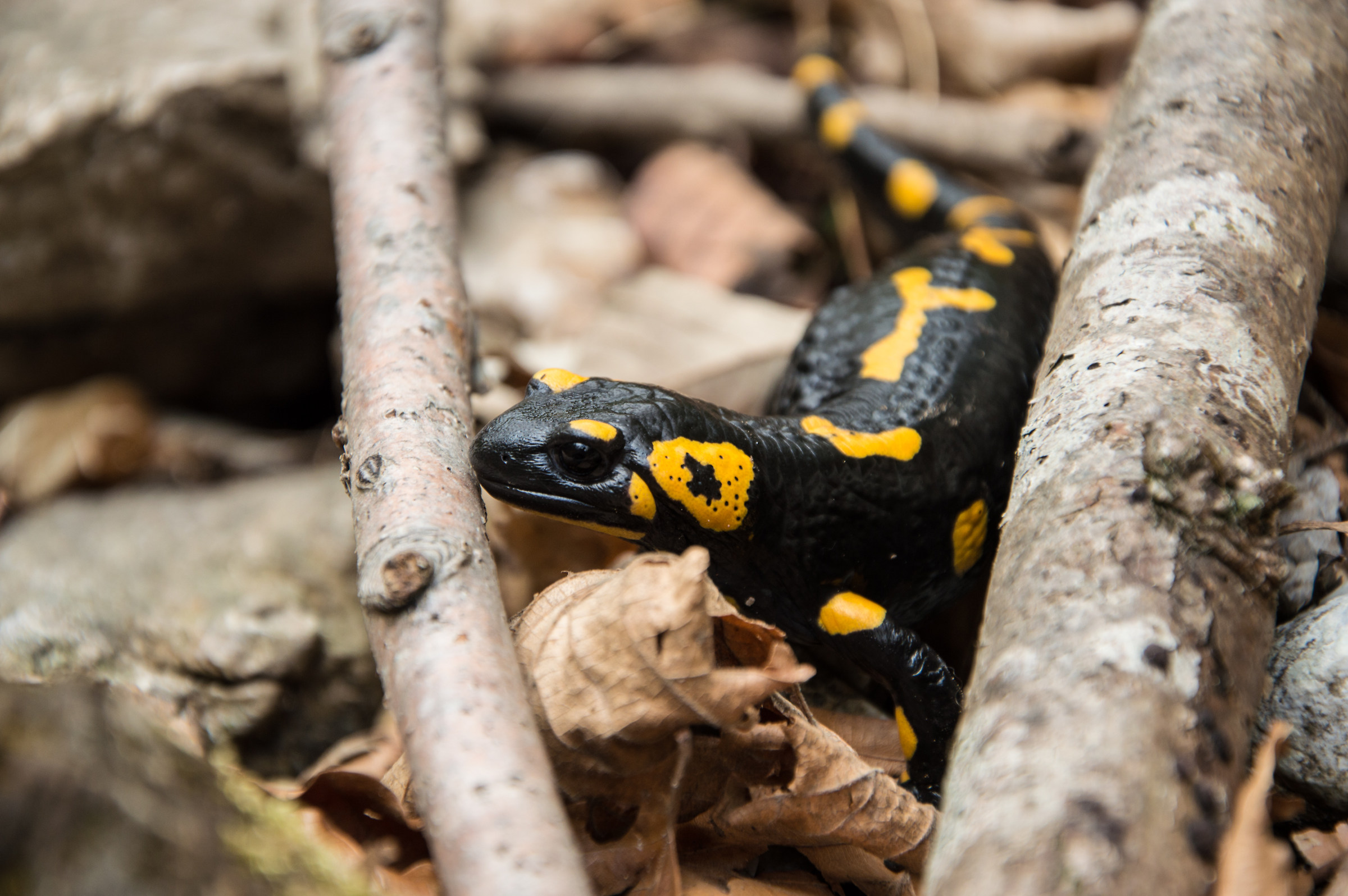 Salamandra