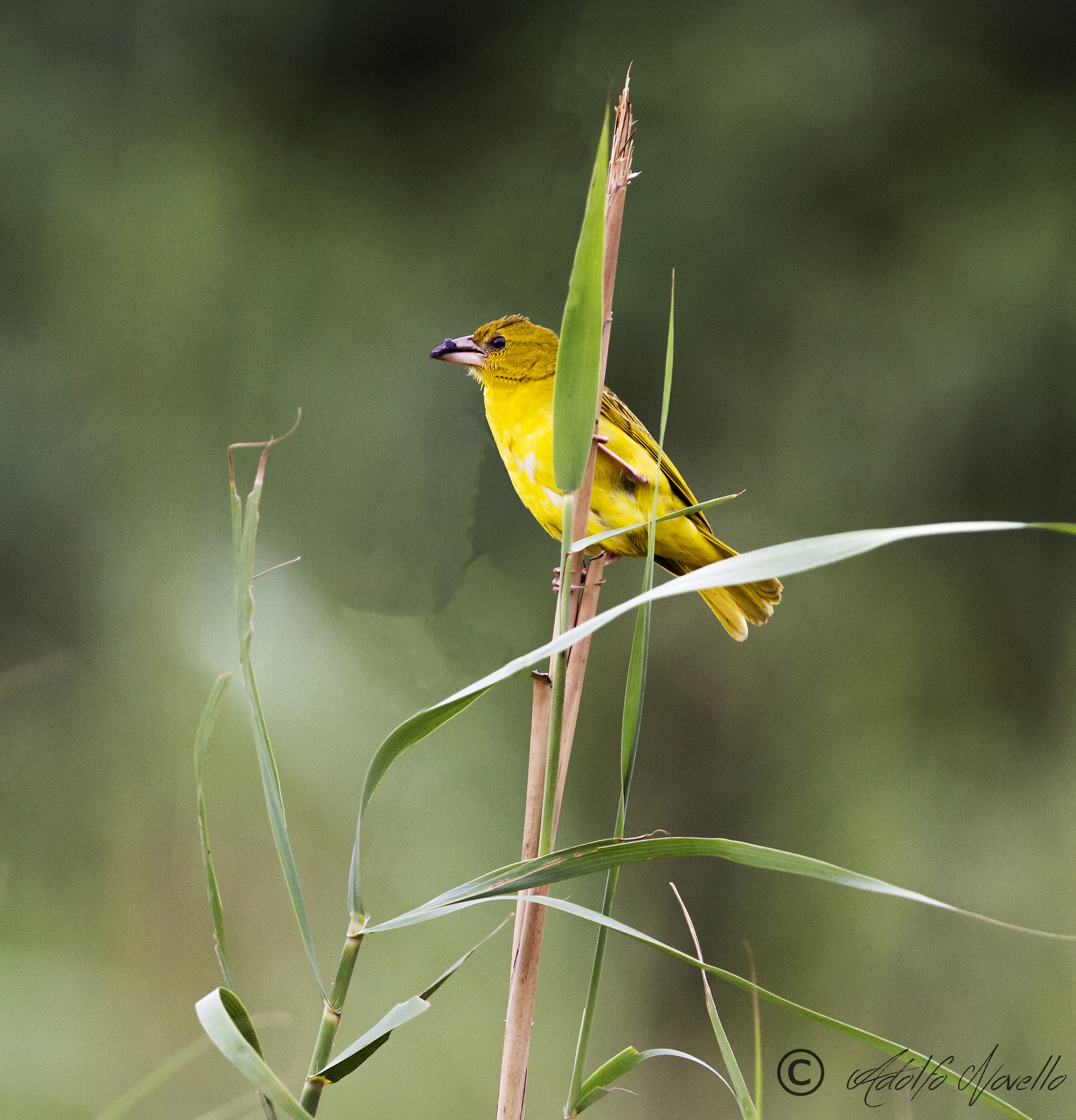 Cape Weaver