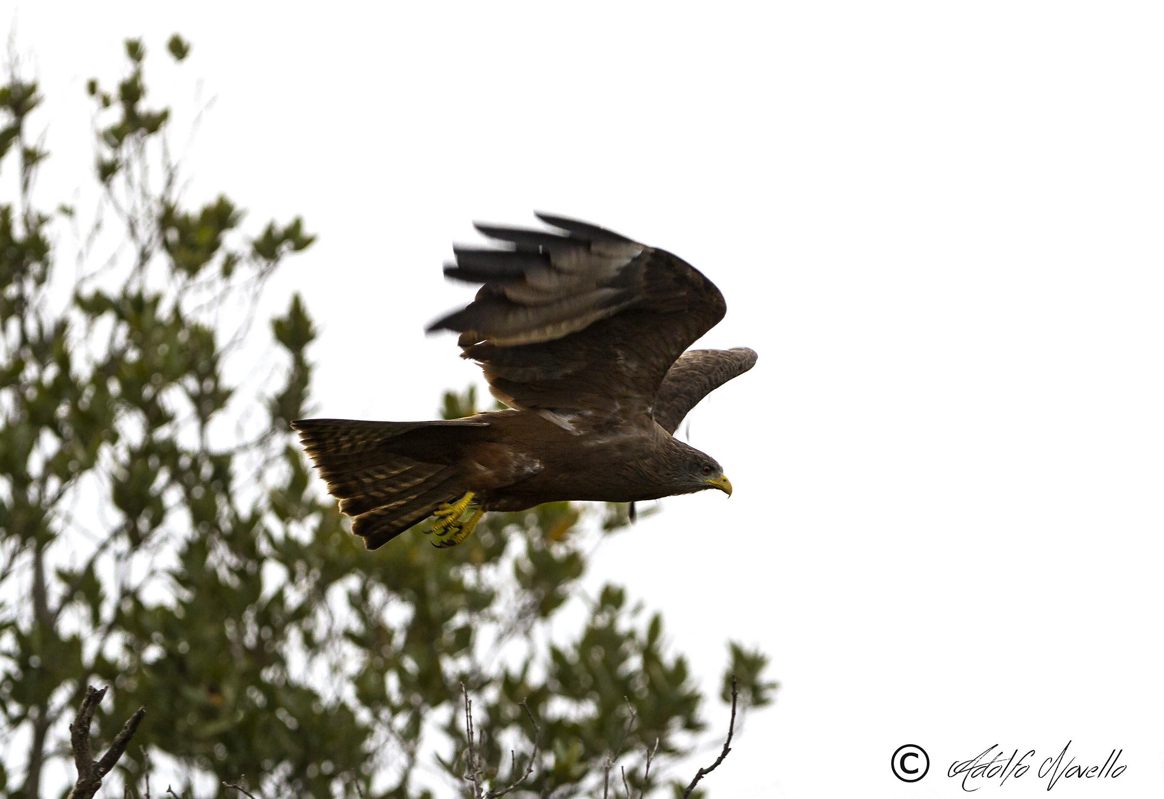 European Honey-Buzzard
