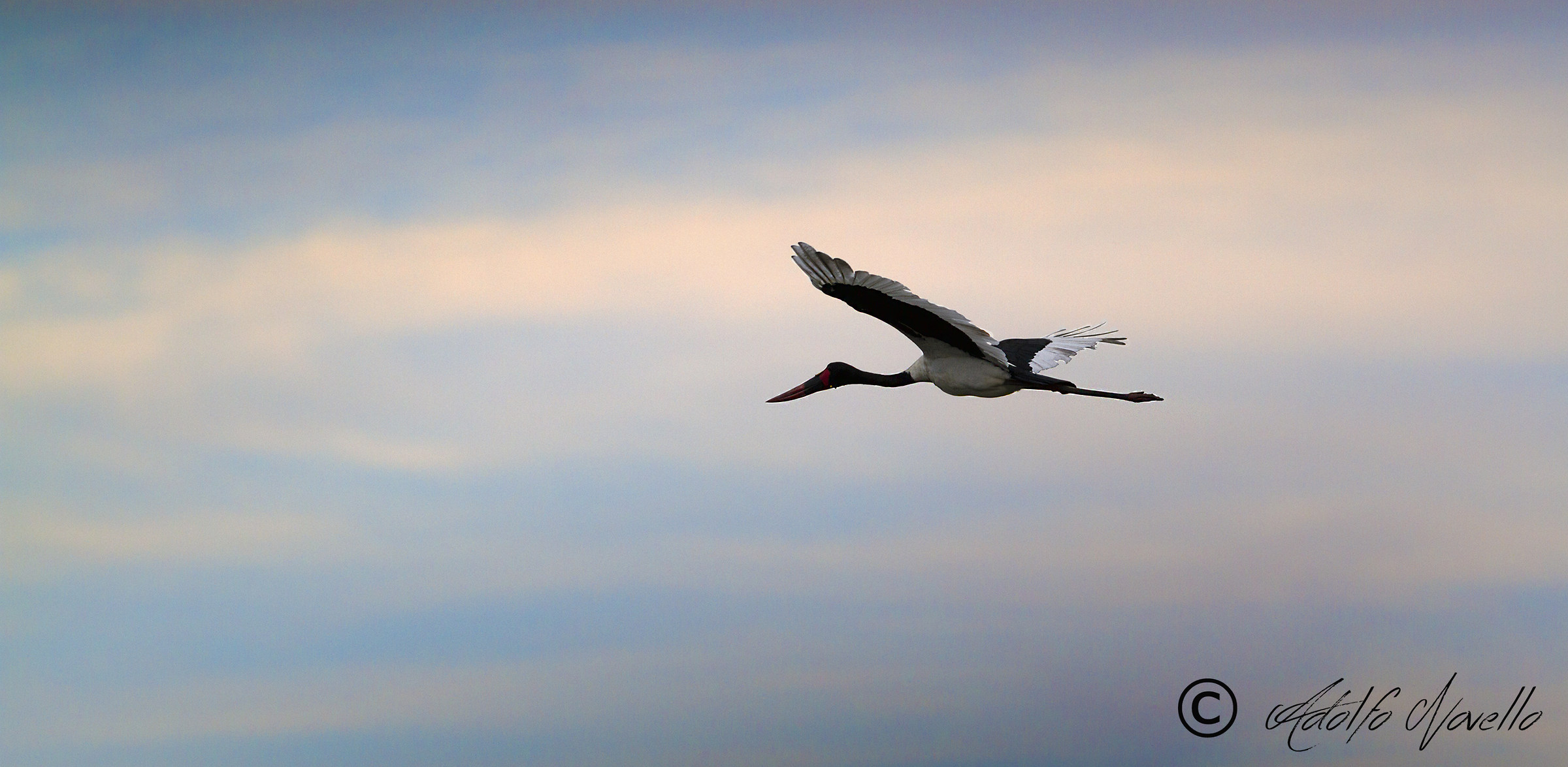 Saddle-Billed Stork