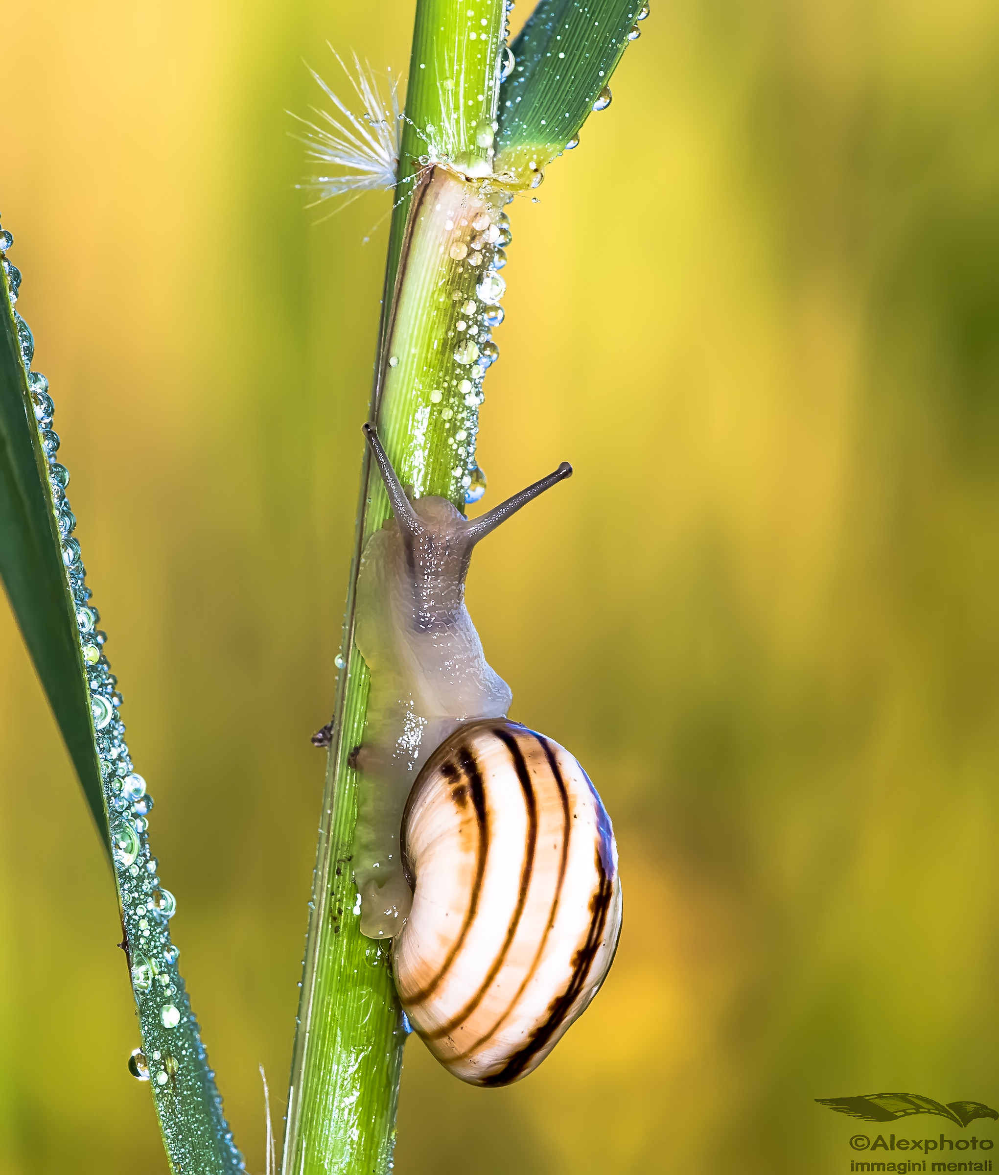 Chiocciola comune in Sentina