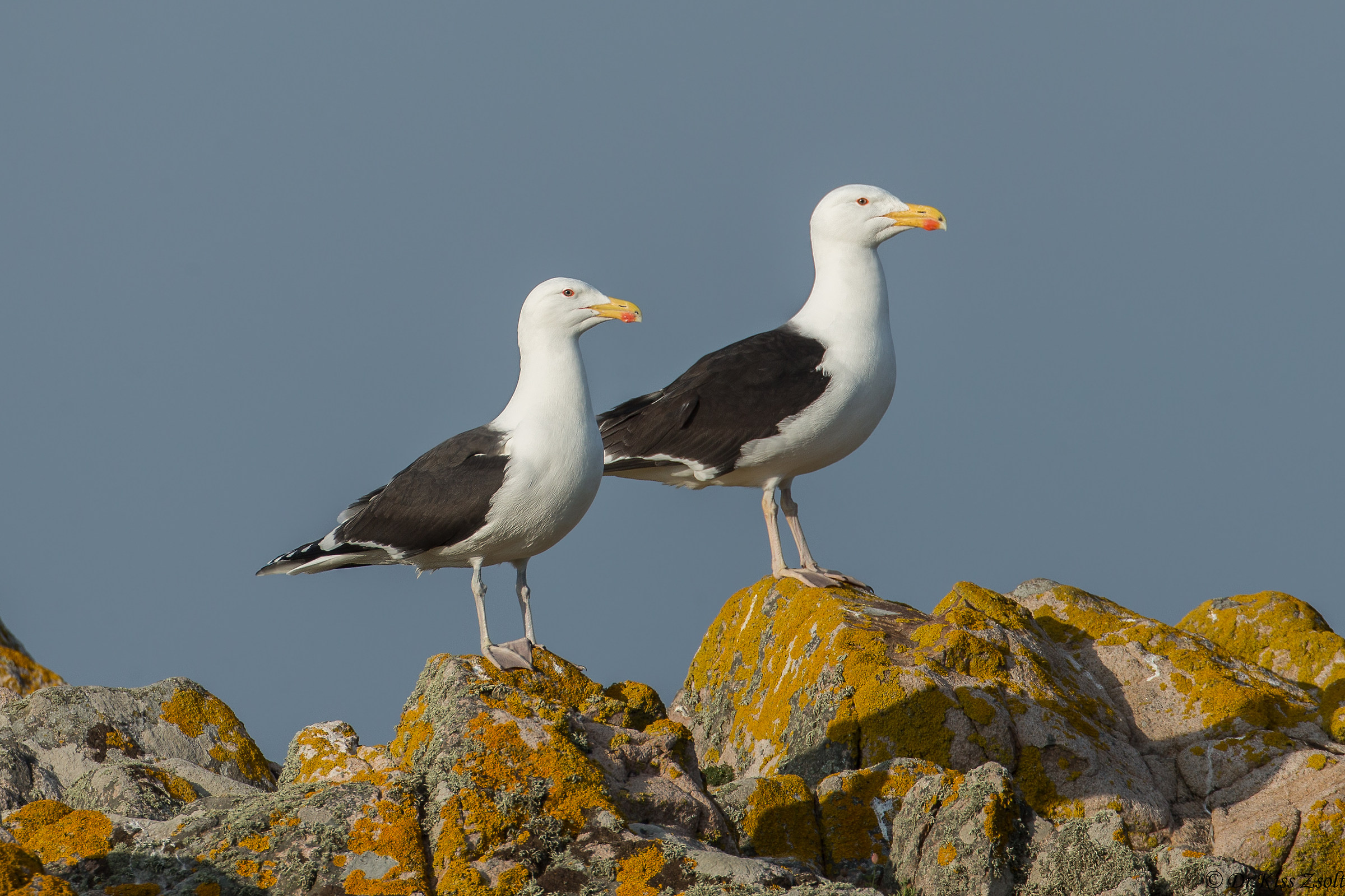 Great black-backed gull pair