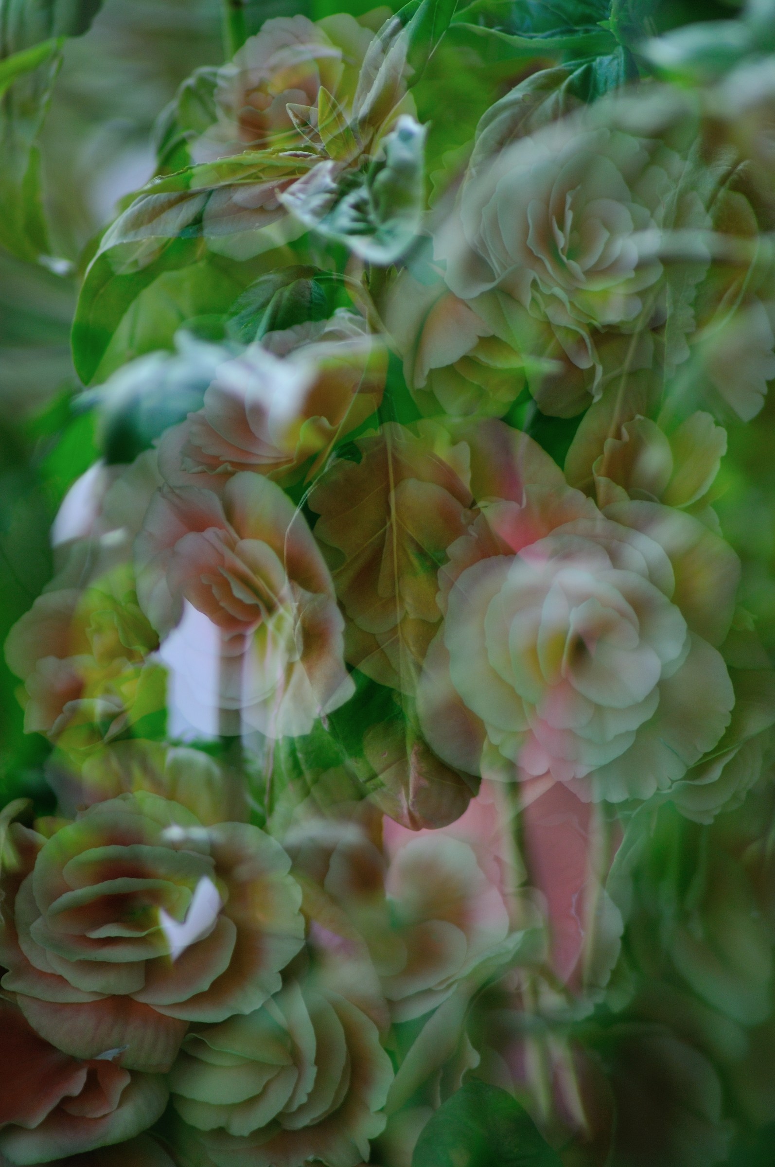 Giocando con i Fiori