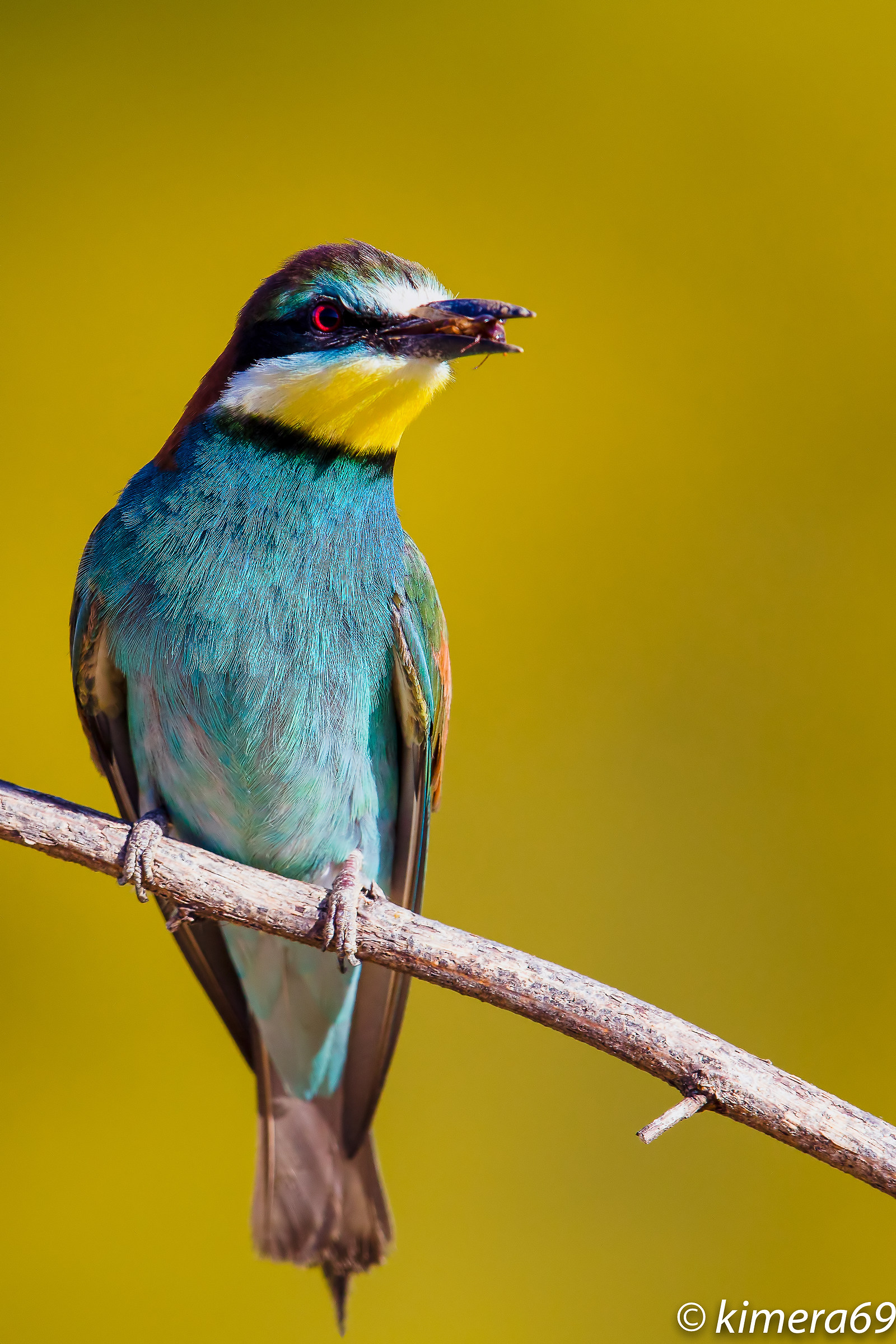 Merops apiaster